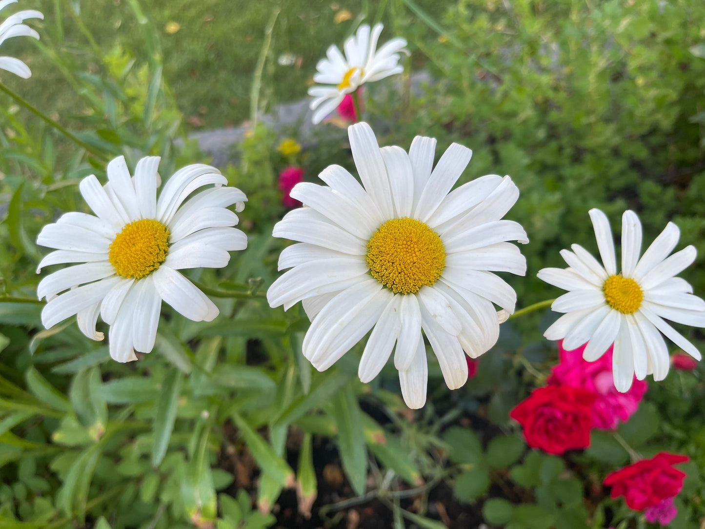 Shasta Daisy 50 Seeds