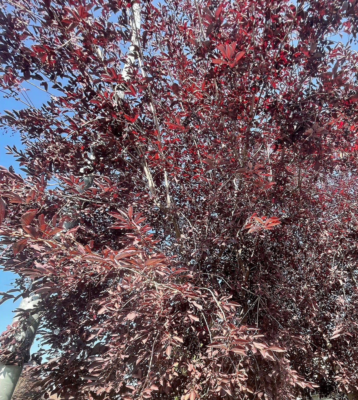 Schubert Chokecherry Tree 50 Seeds