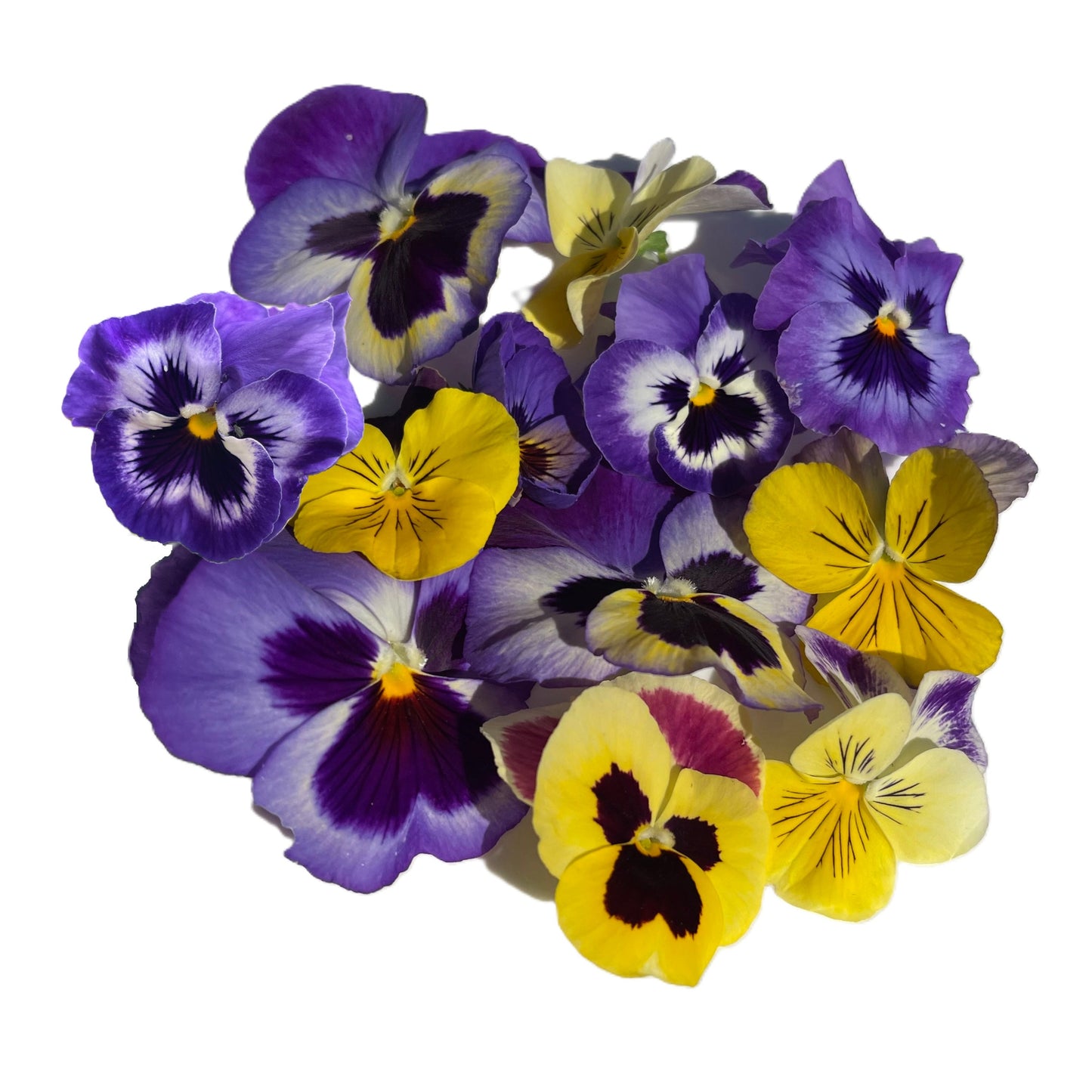 Pansy Mix 100 Seeds