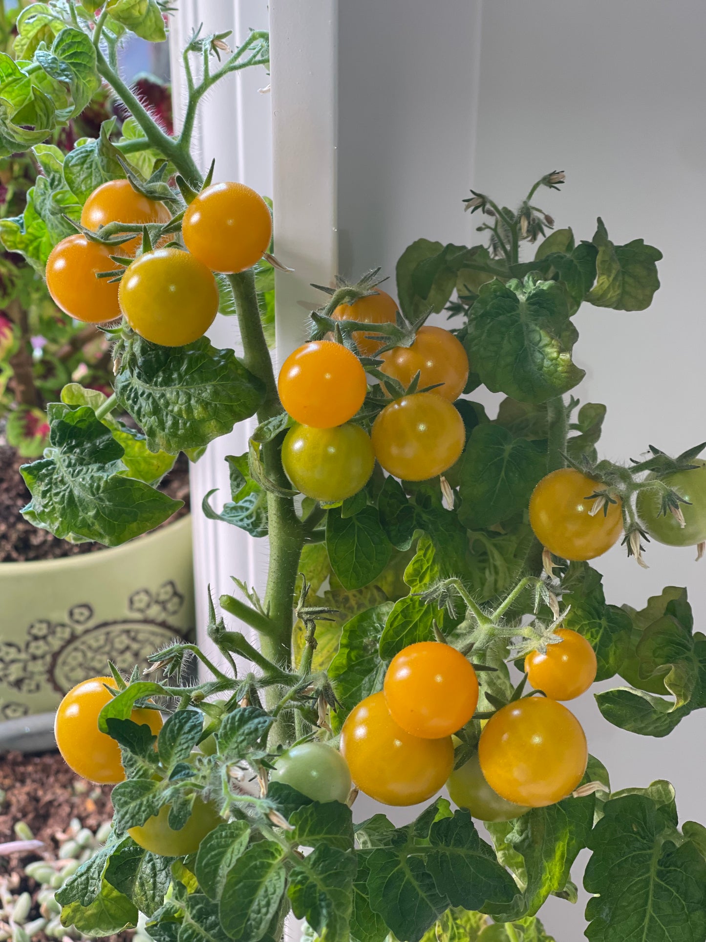Orange Hat Micro Dwarf Tomato 20 Seeds