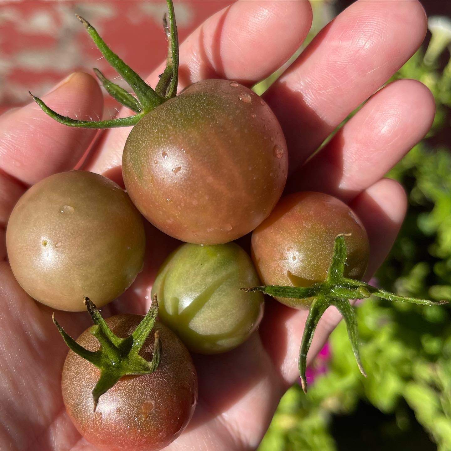 Black Cherry Tomato 25 Seeds