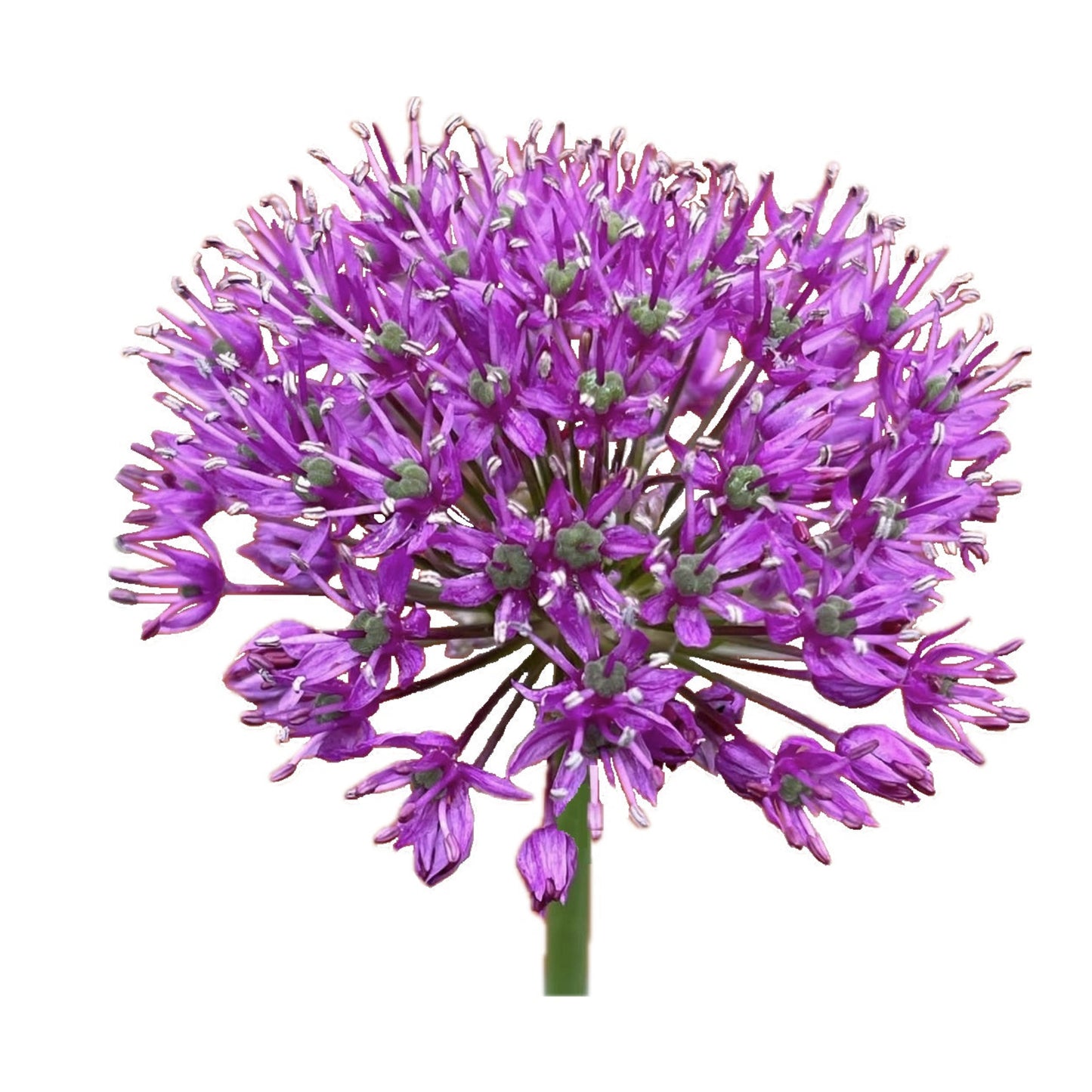 Allium Purple Sensation 50 Seeds