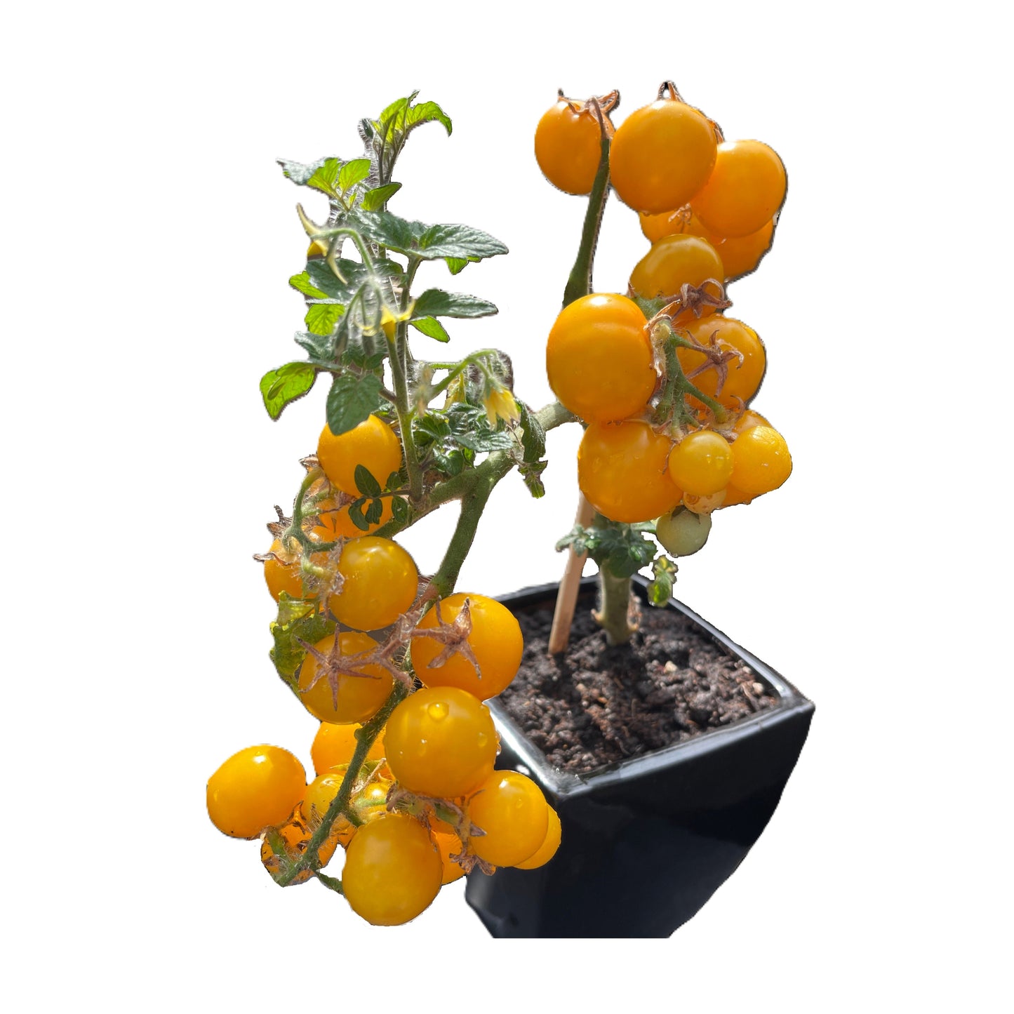 Aztek Micro Dwarf Tomato 20 Seeds