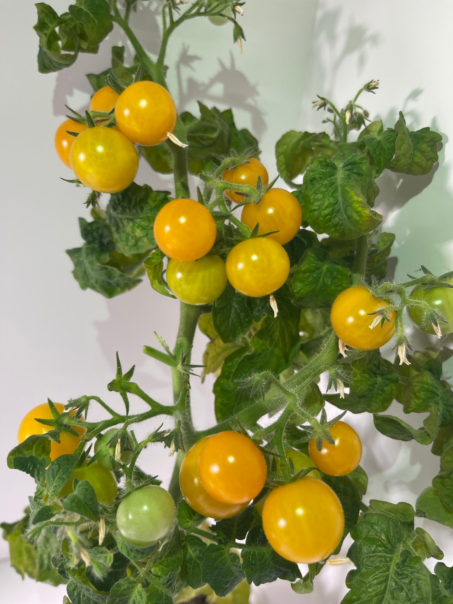 Orange Hat Micro Dwarf Tomato 20 Seeds