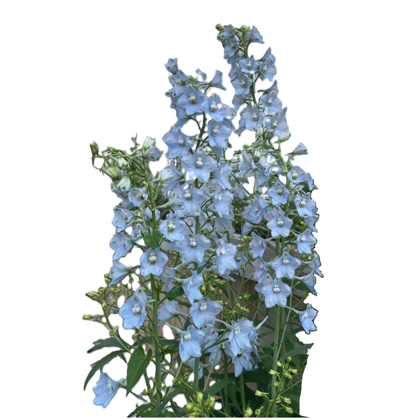 Light Blue Delphinium 100 Seeds