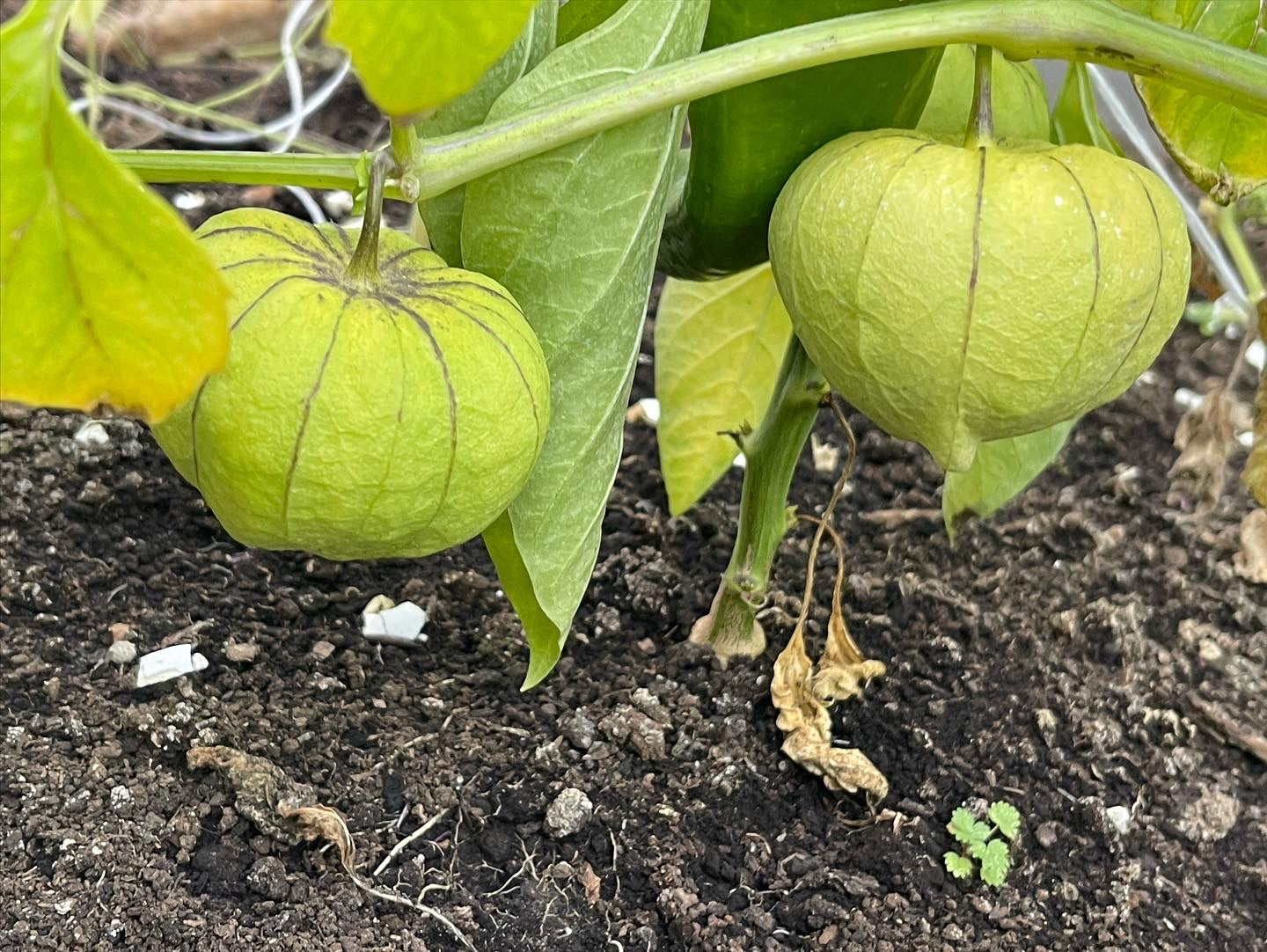 Toma Verde Tomatillo 50 Seeds