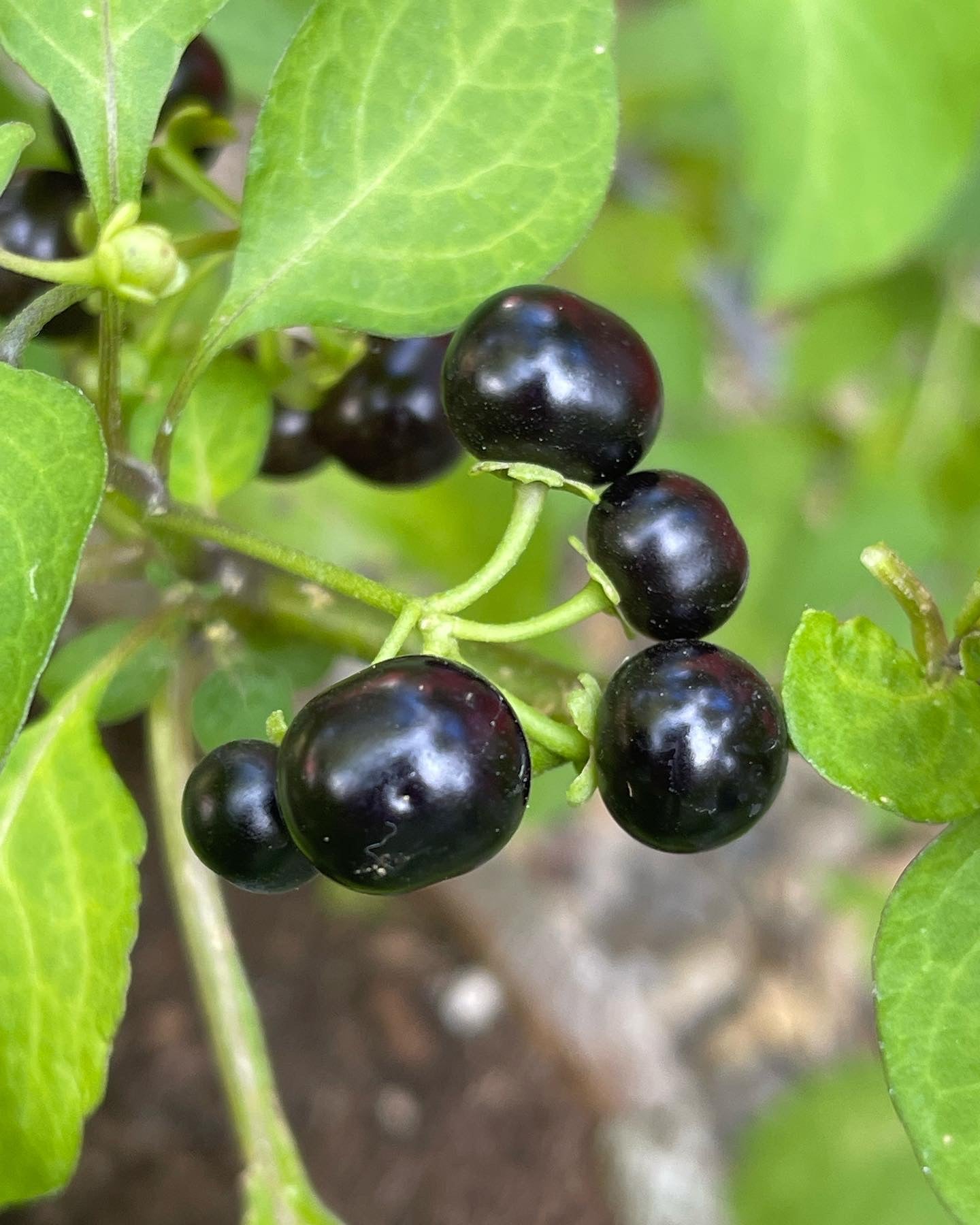 Garden Huckleberry - Solanum Melanocerasum Berry 100 Seeds
