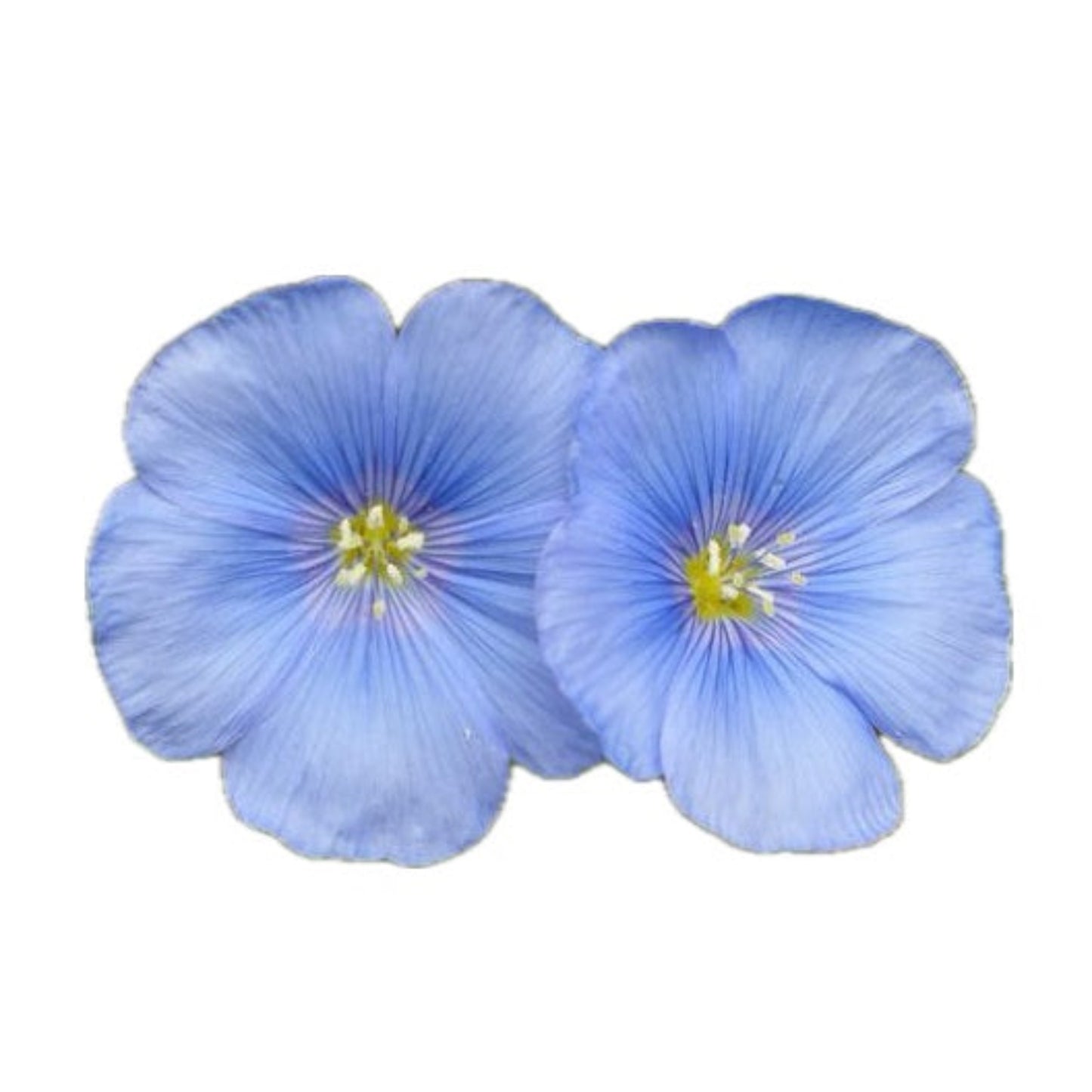 Blue Flax 250 Seeds