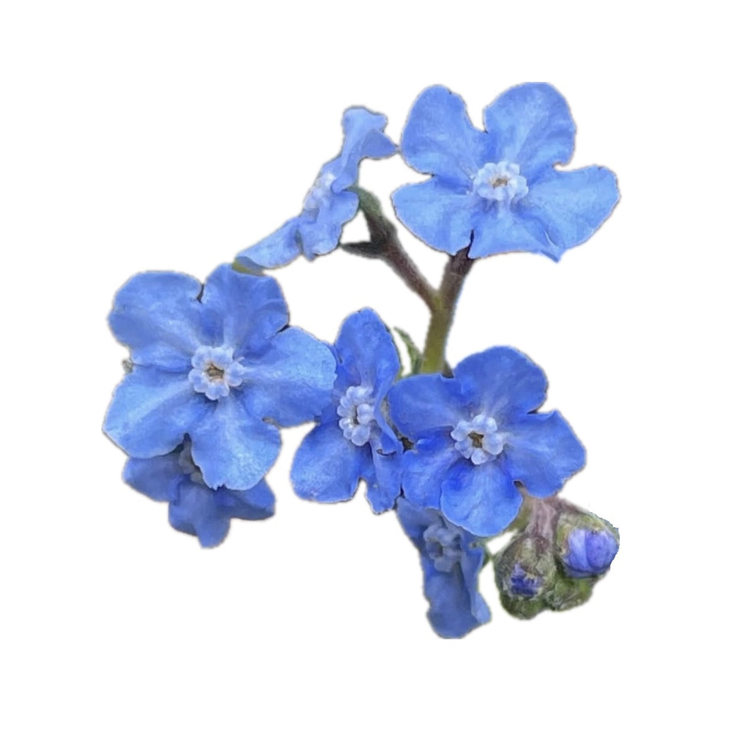 Forget-Me-Not 50 Seeds