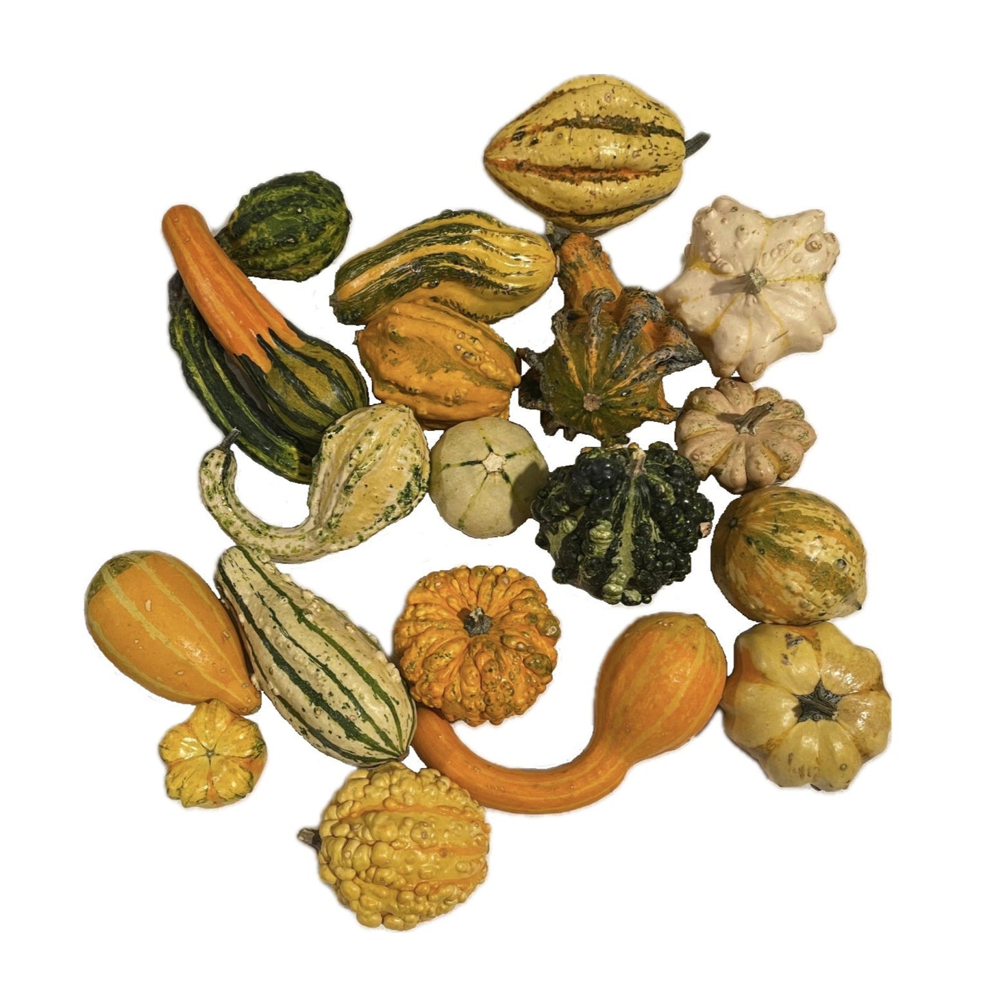 Ornamental Gourd Mix 20 Seeds