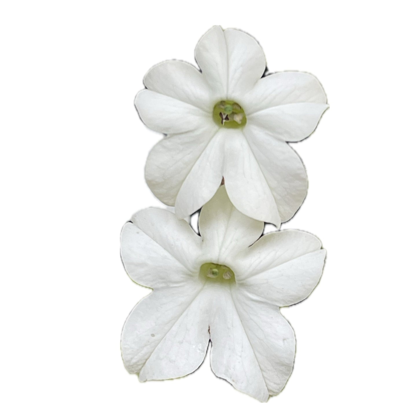 Grandiflora Nicotiana Alata - Flowering Tobacco 250 Seeds