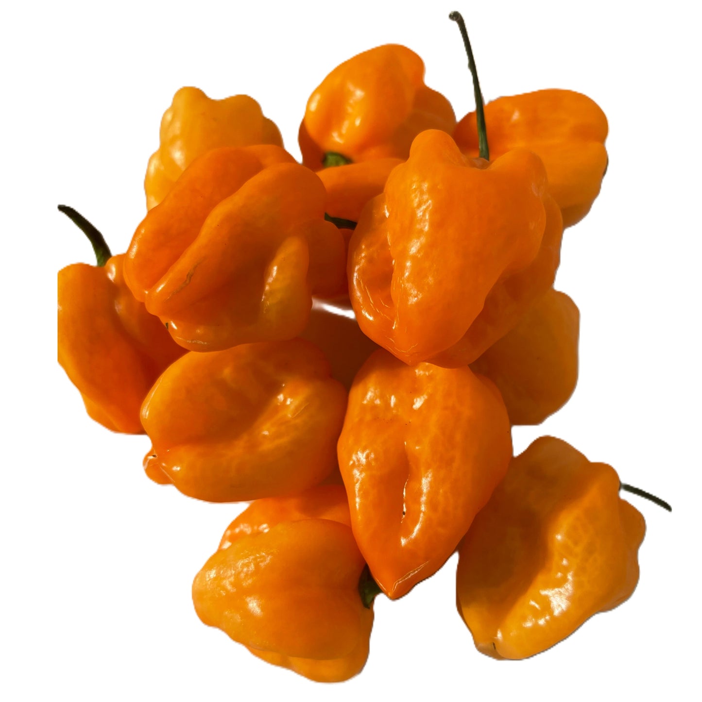 Habanero Orange Pepper 25 Seeds