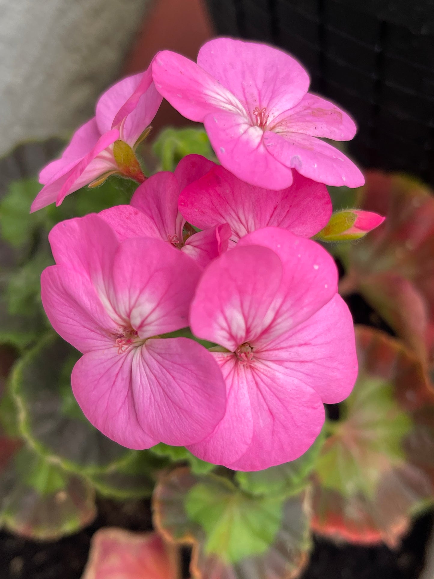 Lavender Geranium 20 Seeds