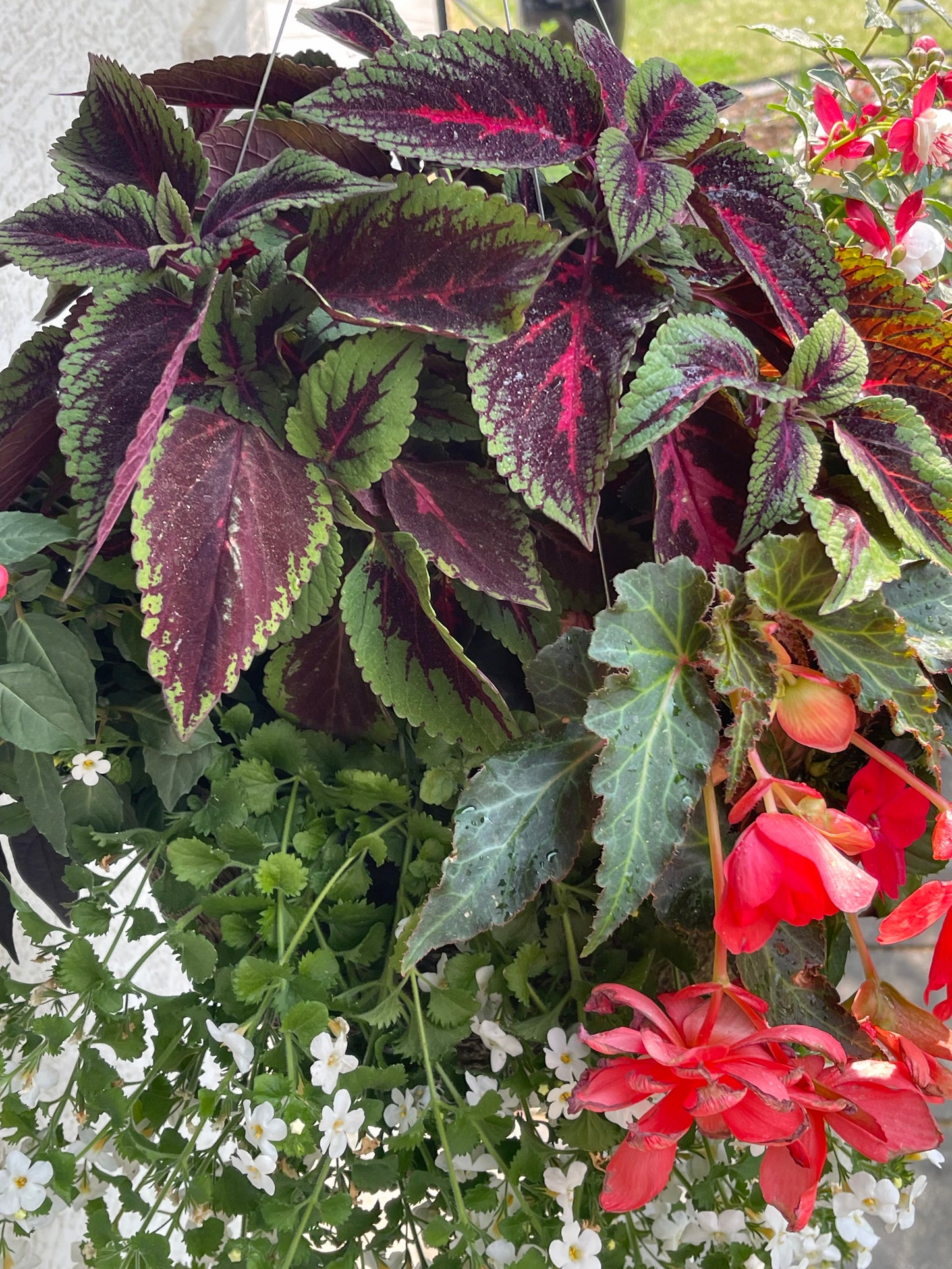 Rainbow Coleus 100 Seeds