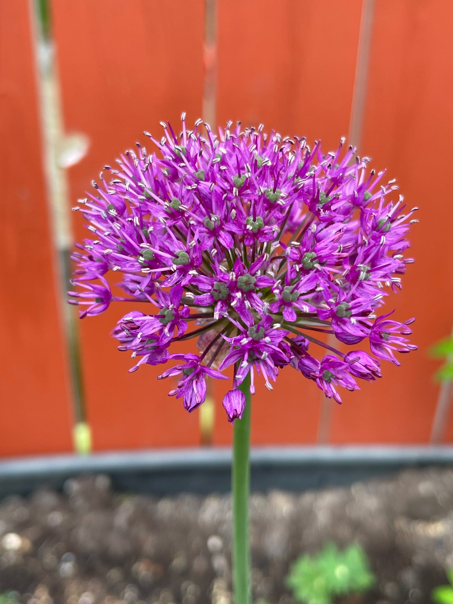 Allium Purple Sensation 50 Seeds