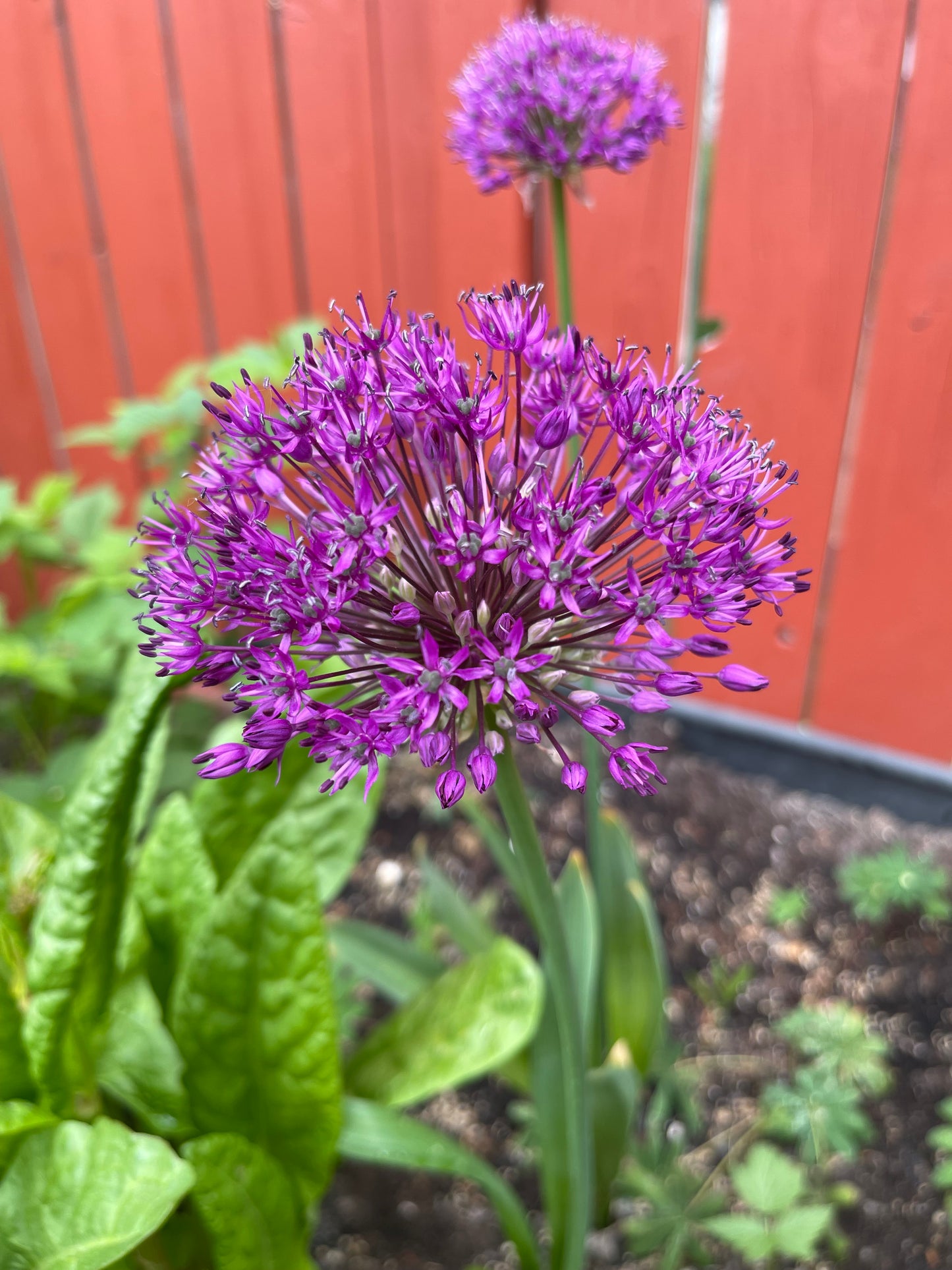 Allium Purple Sensation 50 Seeds