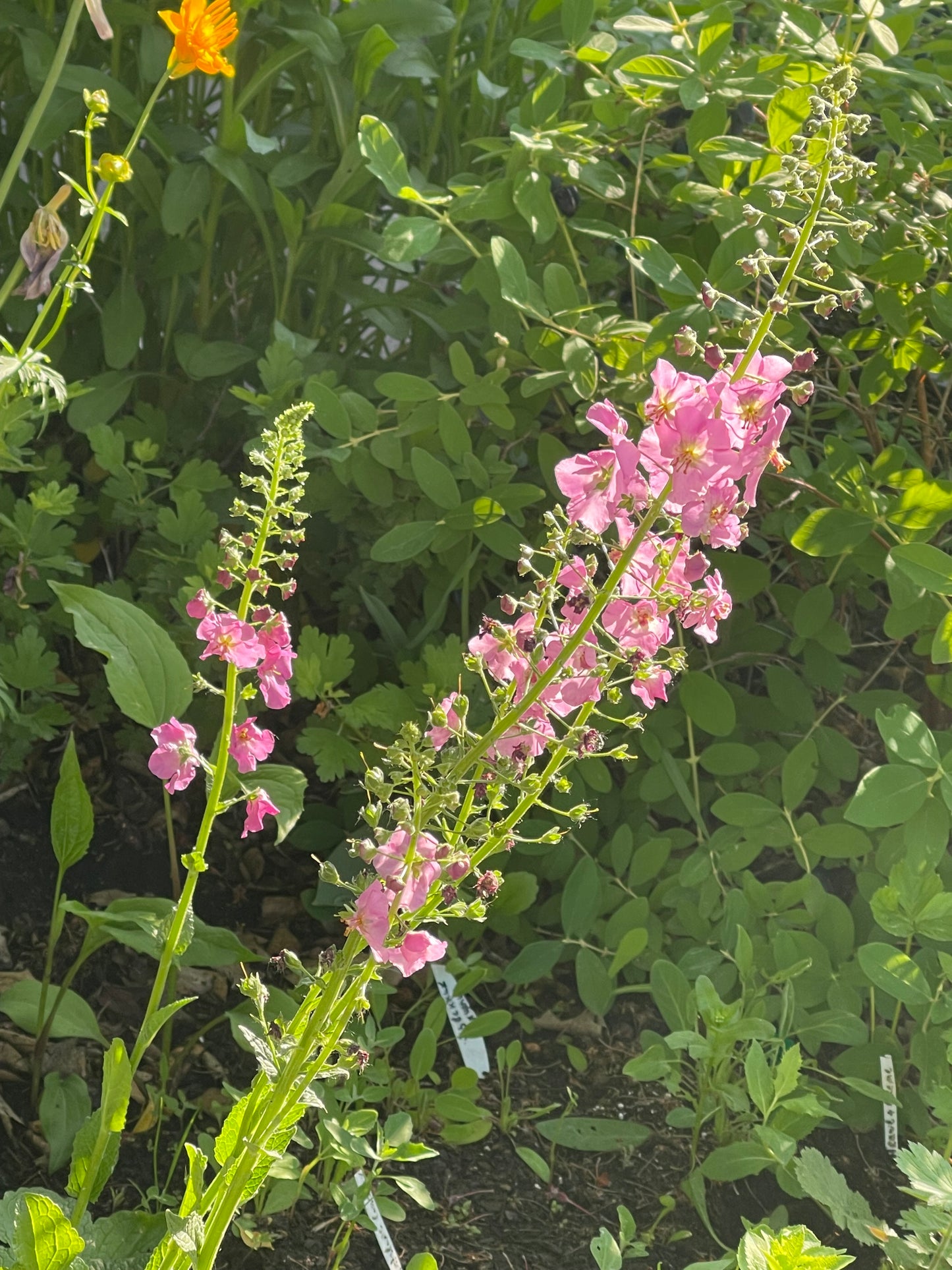 Antique Rose Mullein 100 Seeds