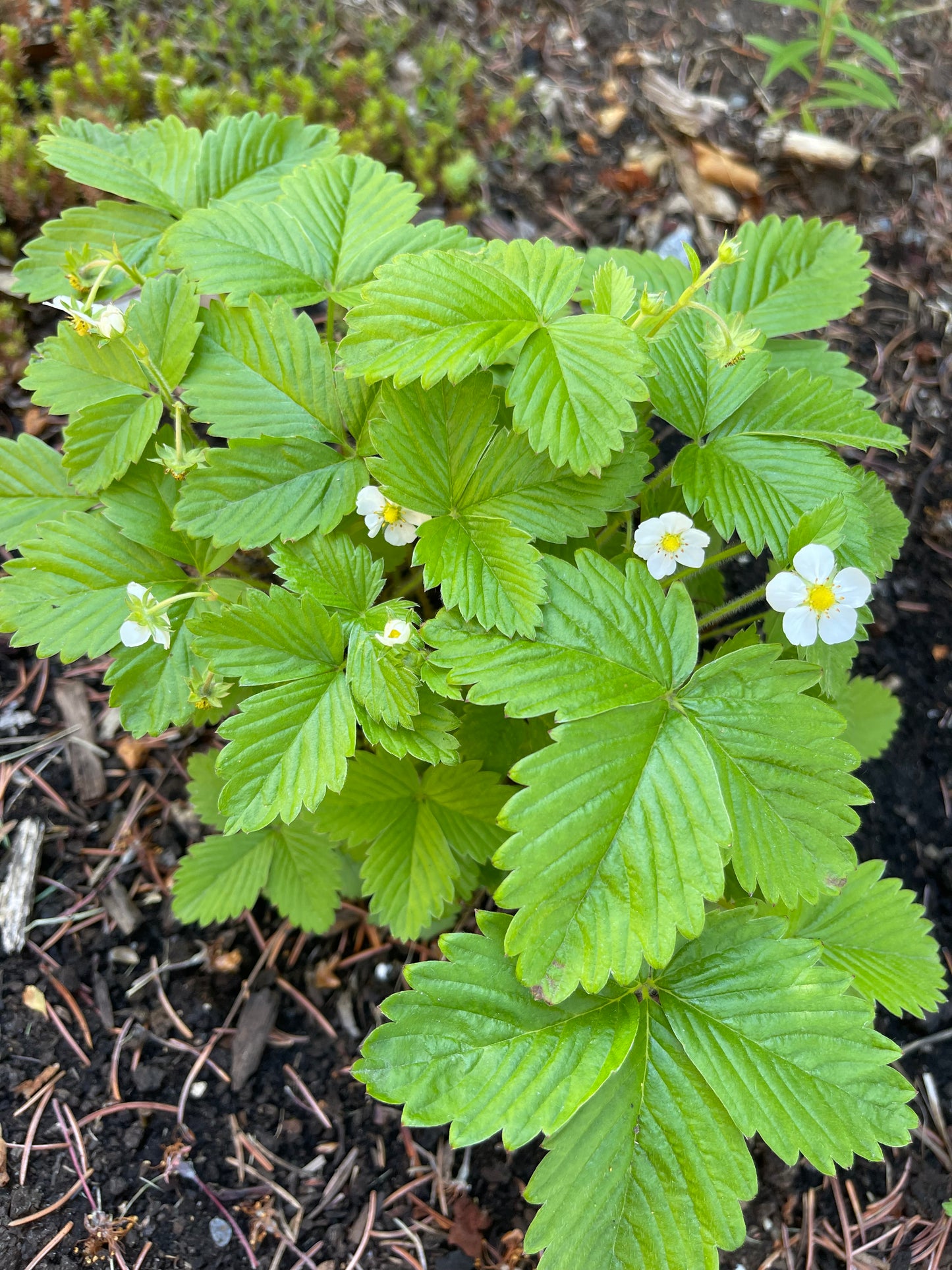 Red Alpine Strawberry 100 Seeds