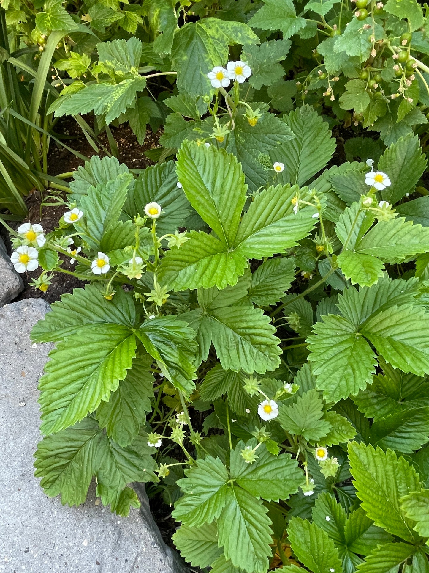 Yellow Wonder Alpine Strawberry 100 Seeds