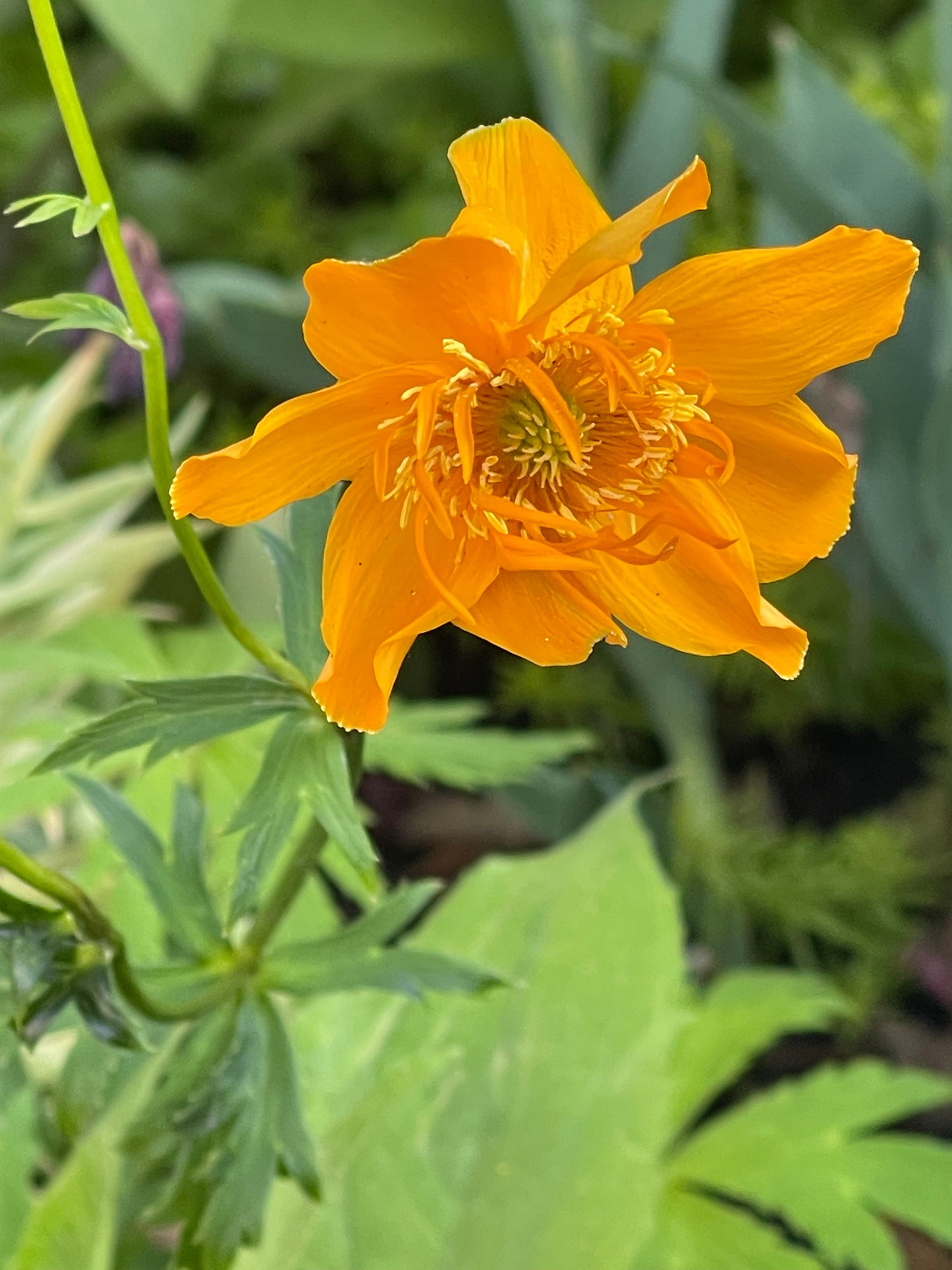Golden Queen - Chinese Globe Flower 50 Seeds