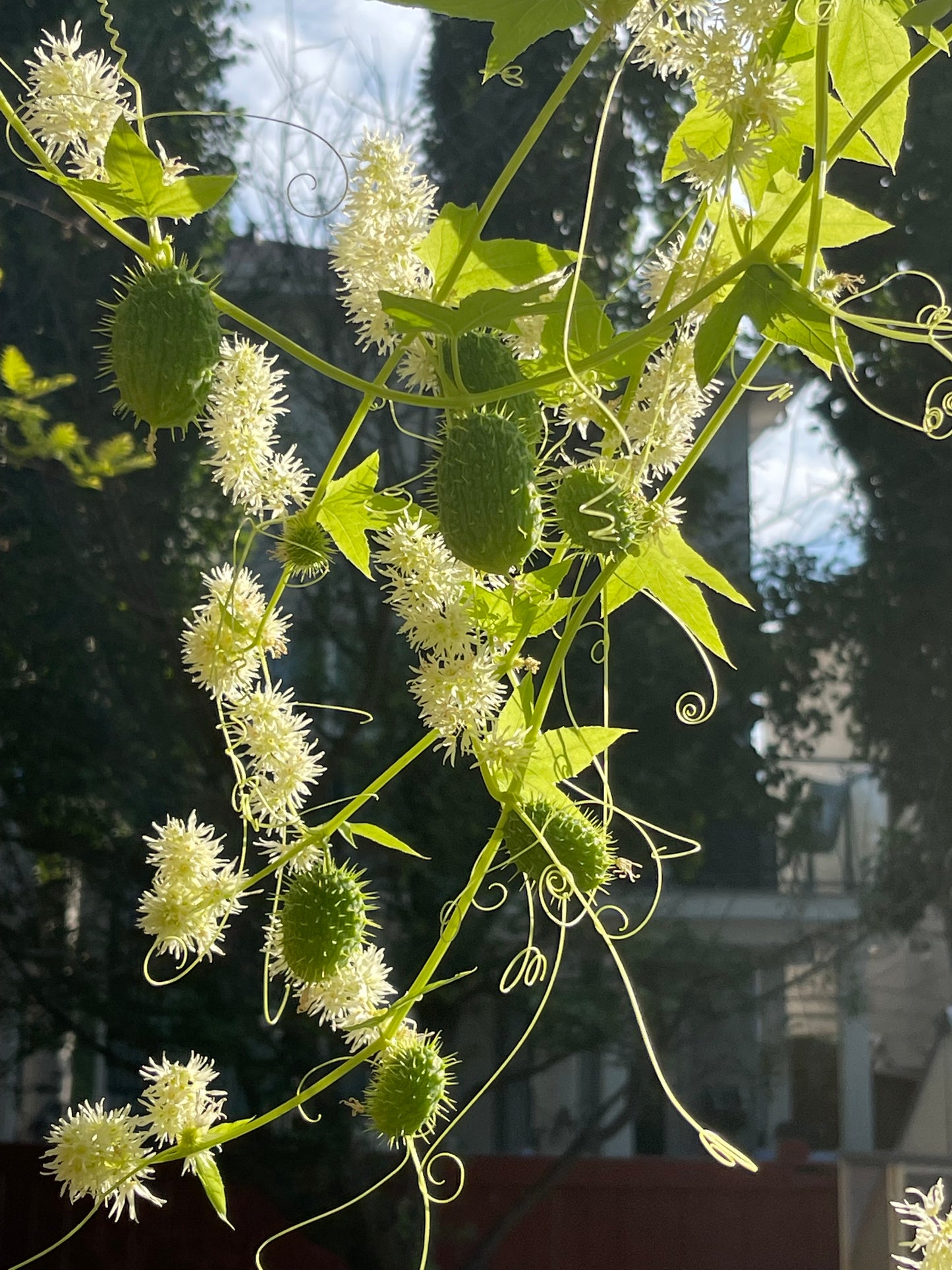 Wild Cucumber 20 Seeds
