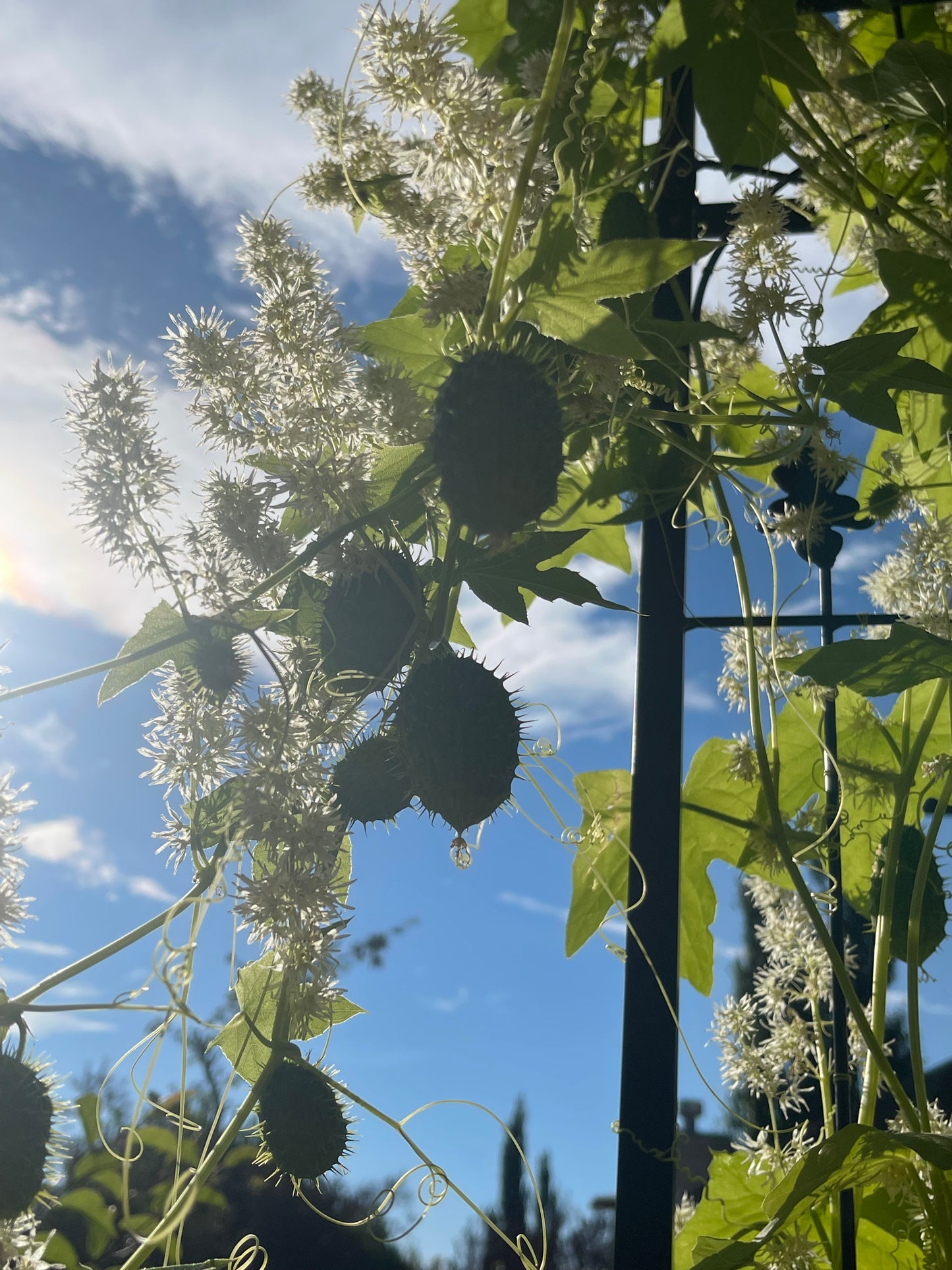 Wild Cucumber 20 Seeds