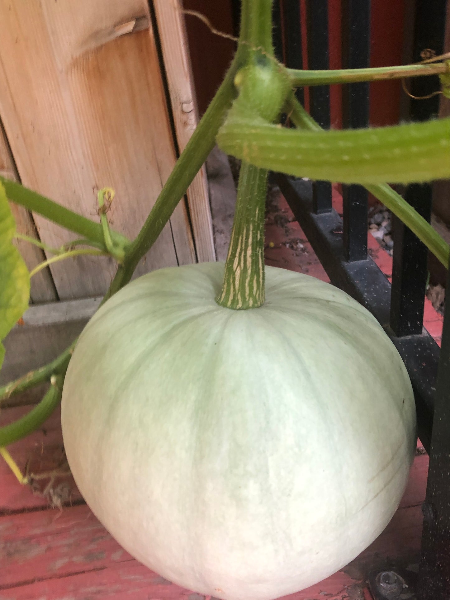 Winter Grey Pumpkin 12 Seeds