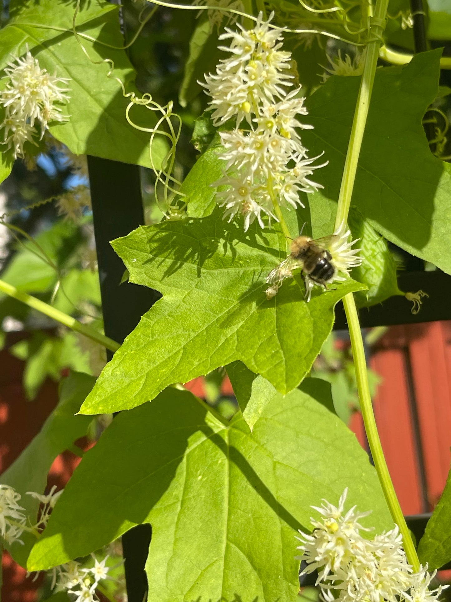 Wild Cucumber 20 Seeds