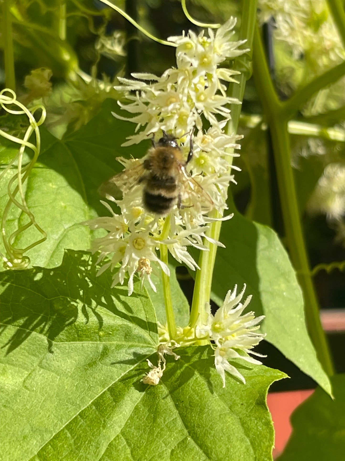 Wild Cucumber 20 Seeds