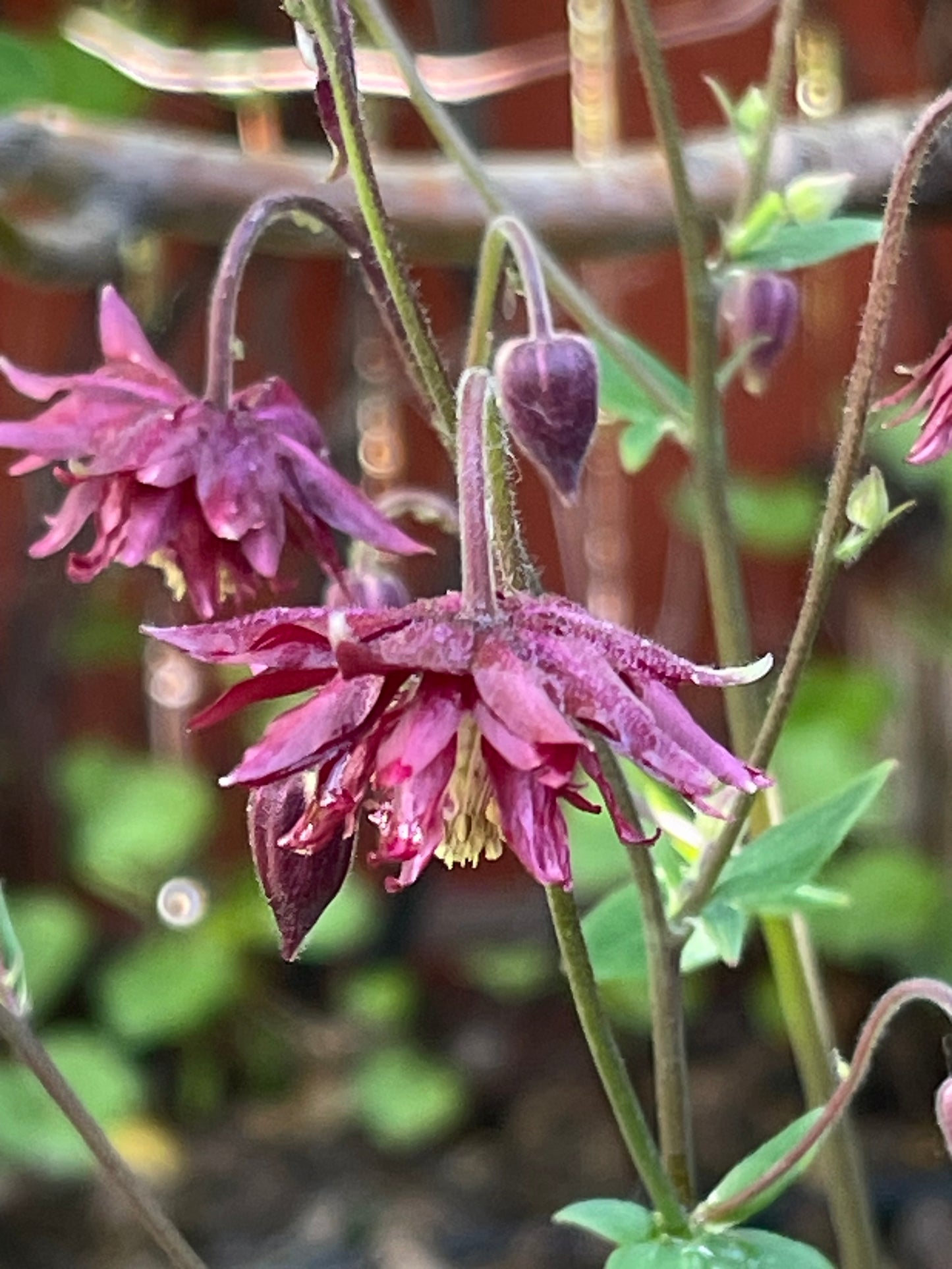 Columbine Barlow Burgundy 50 Seeds