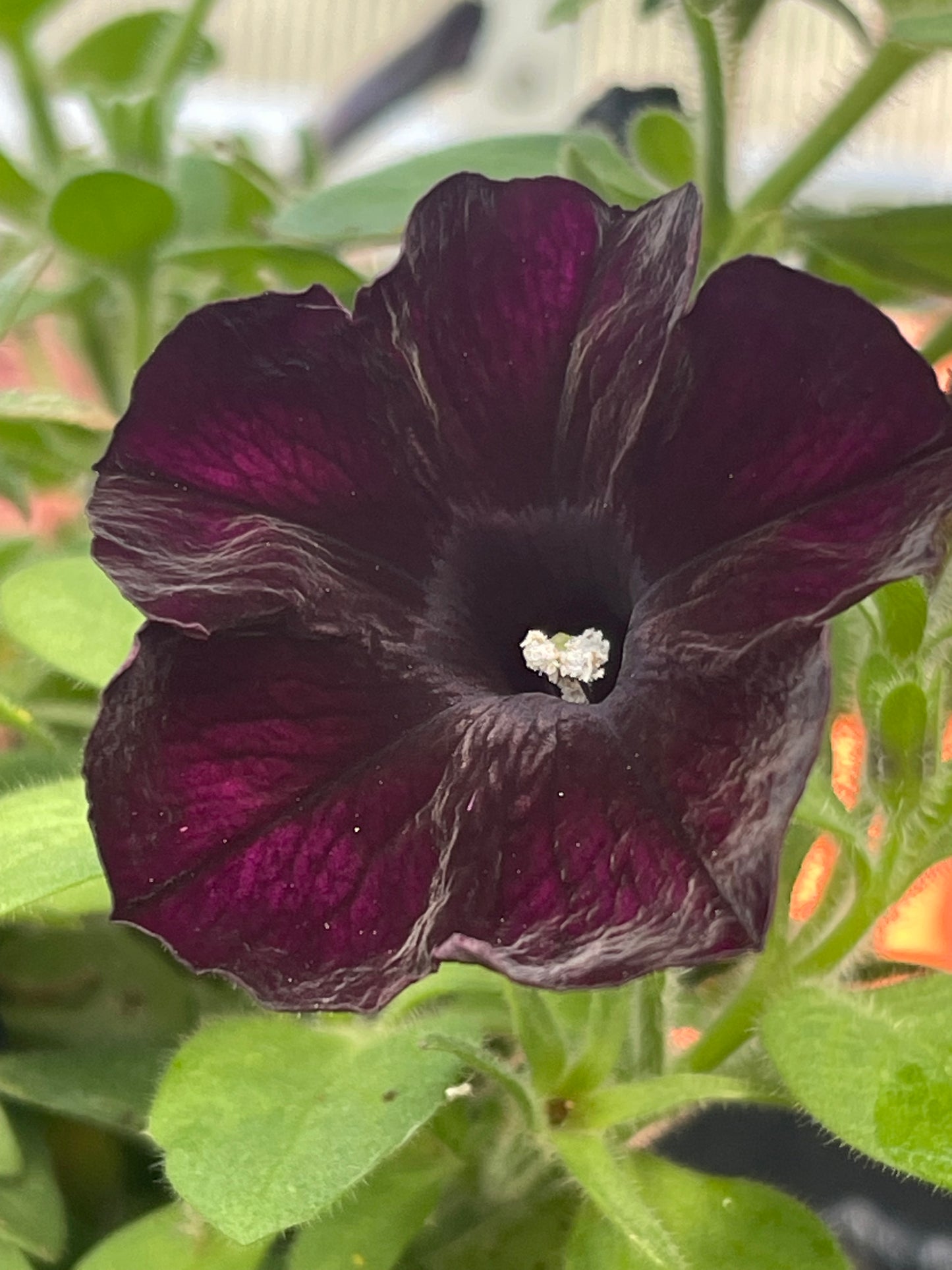 Black Petunia 25 Seeds