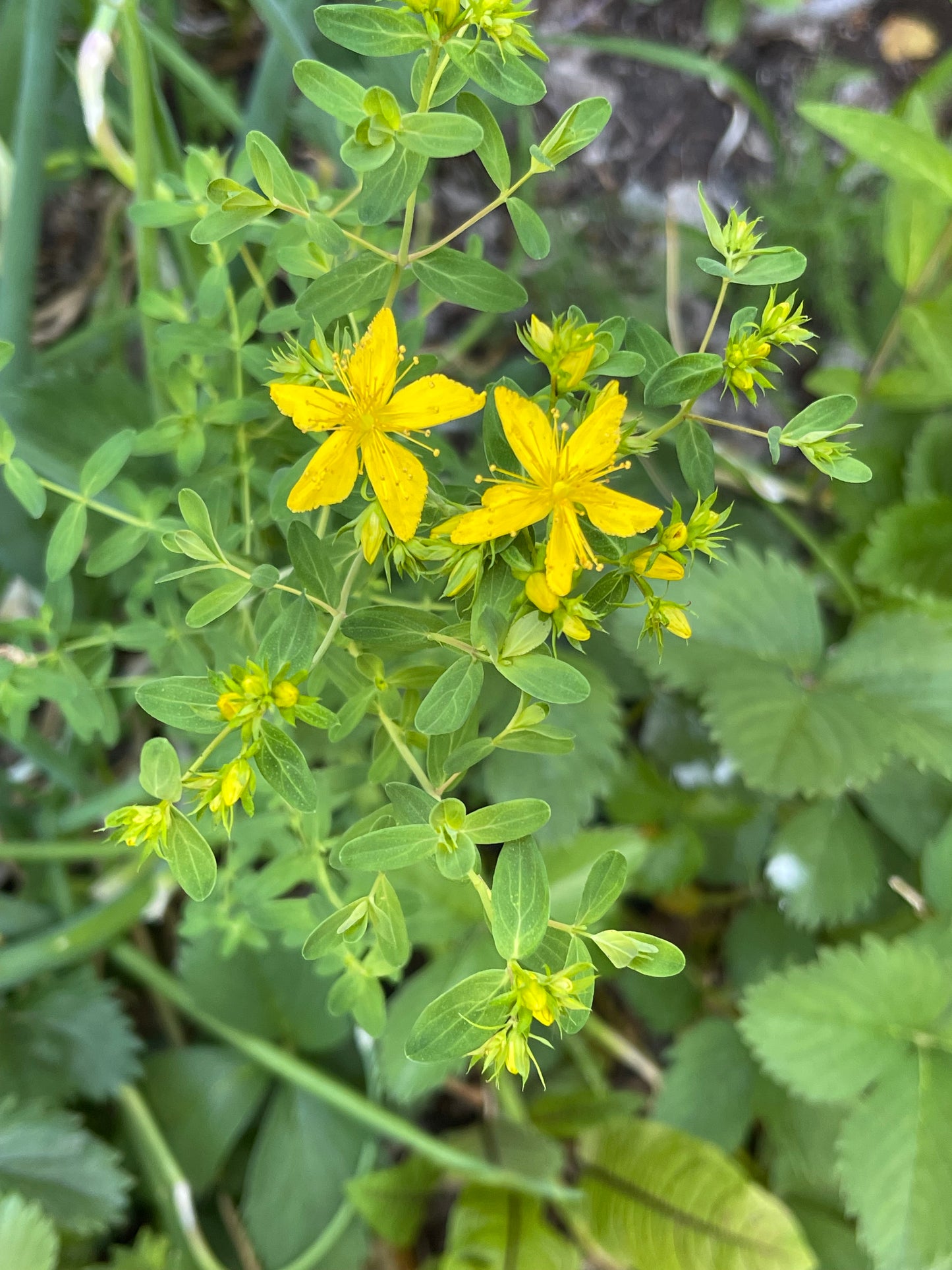 St. John’s Wort 100 Seeds