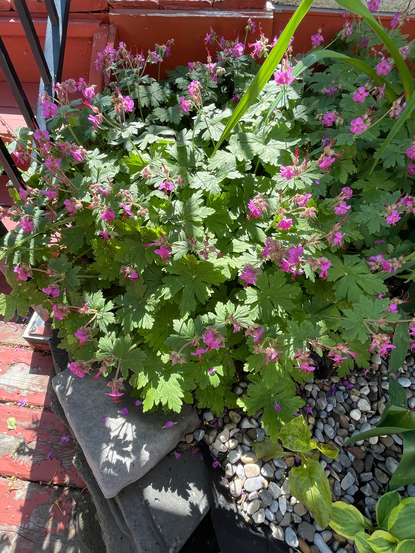 Bigroot Geranium Hardy Perennial 25 Seeds
