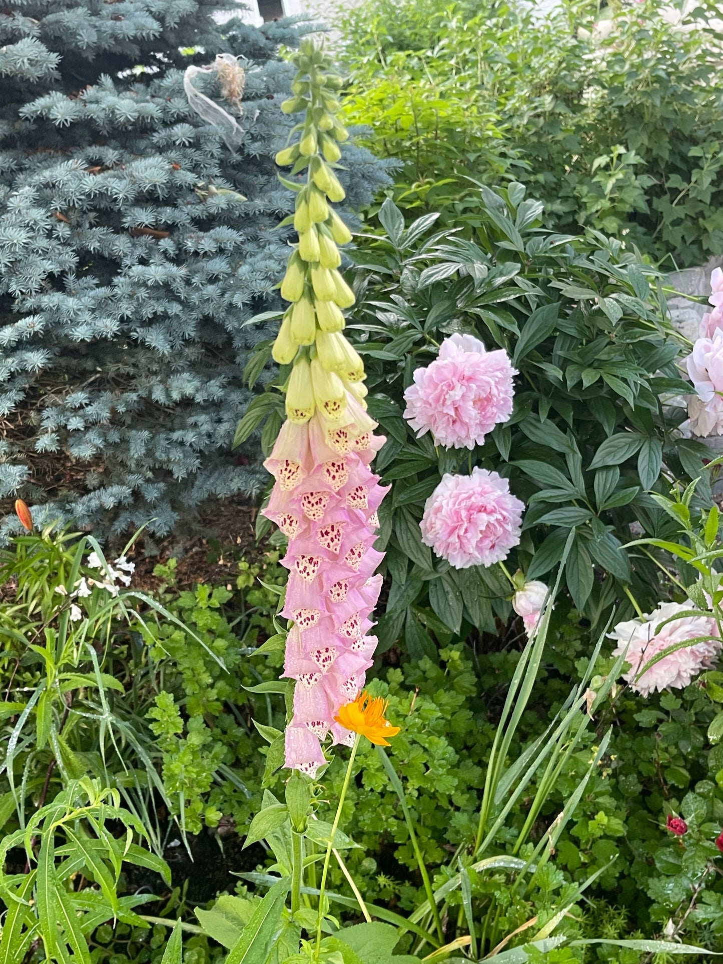 Pink Foxglove 150 Seeds