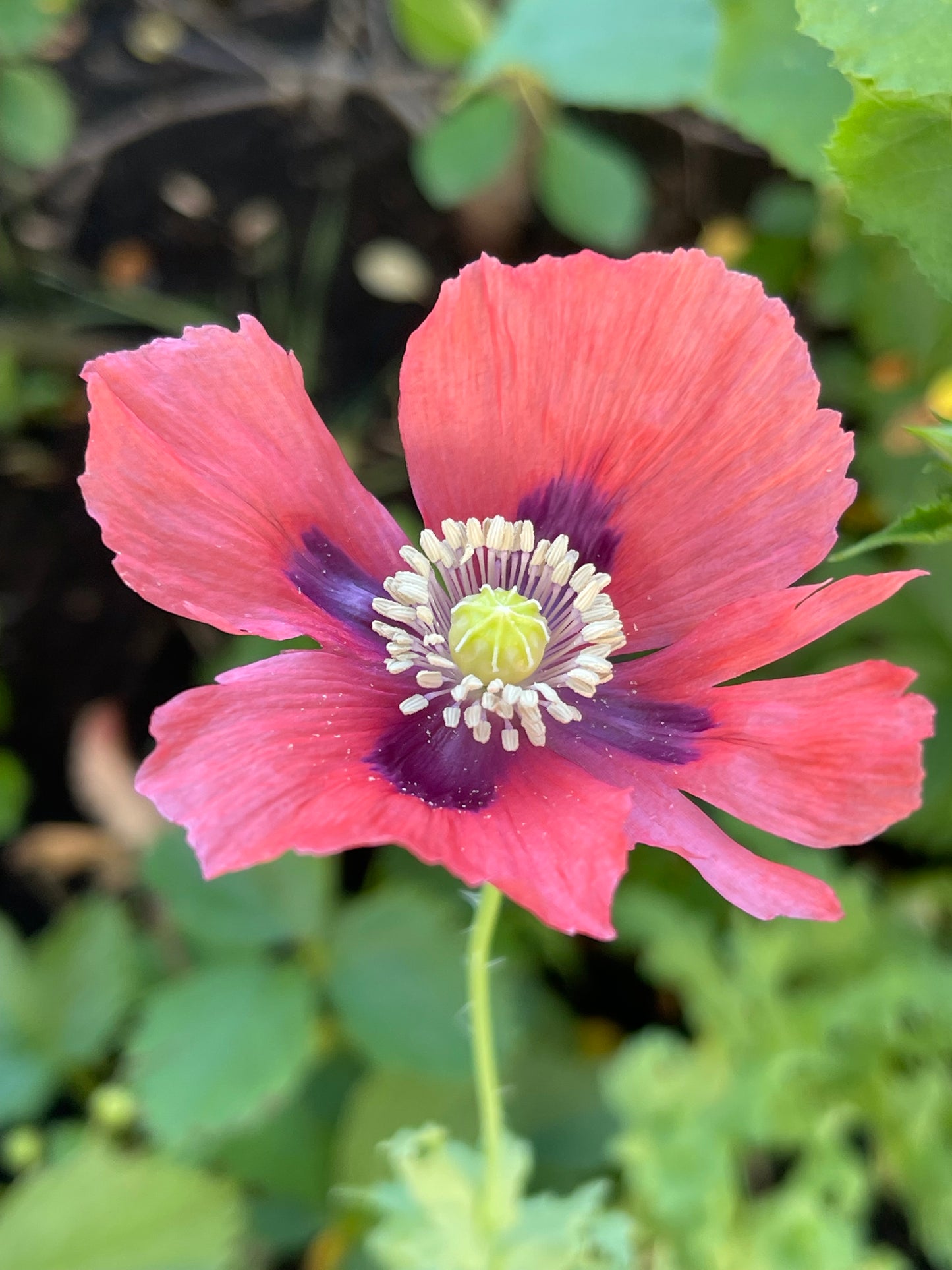 Pink Poppy 100 Seeds