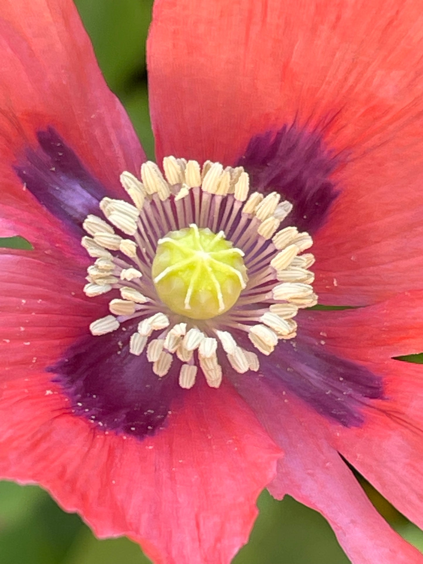Pink Poppy 100 Seeds