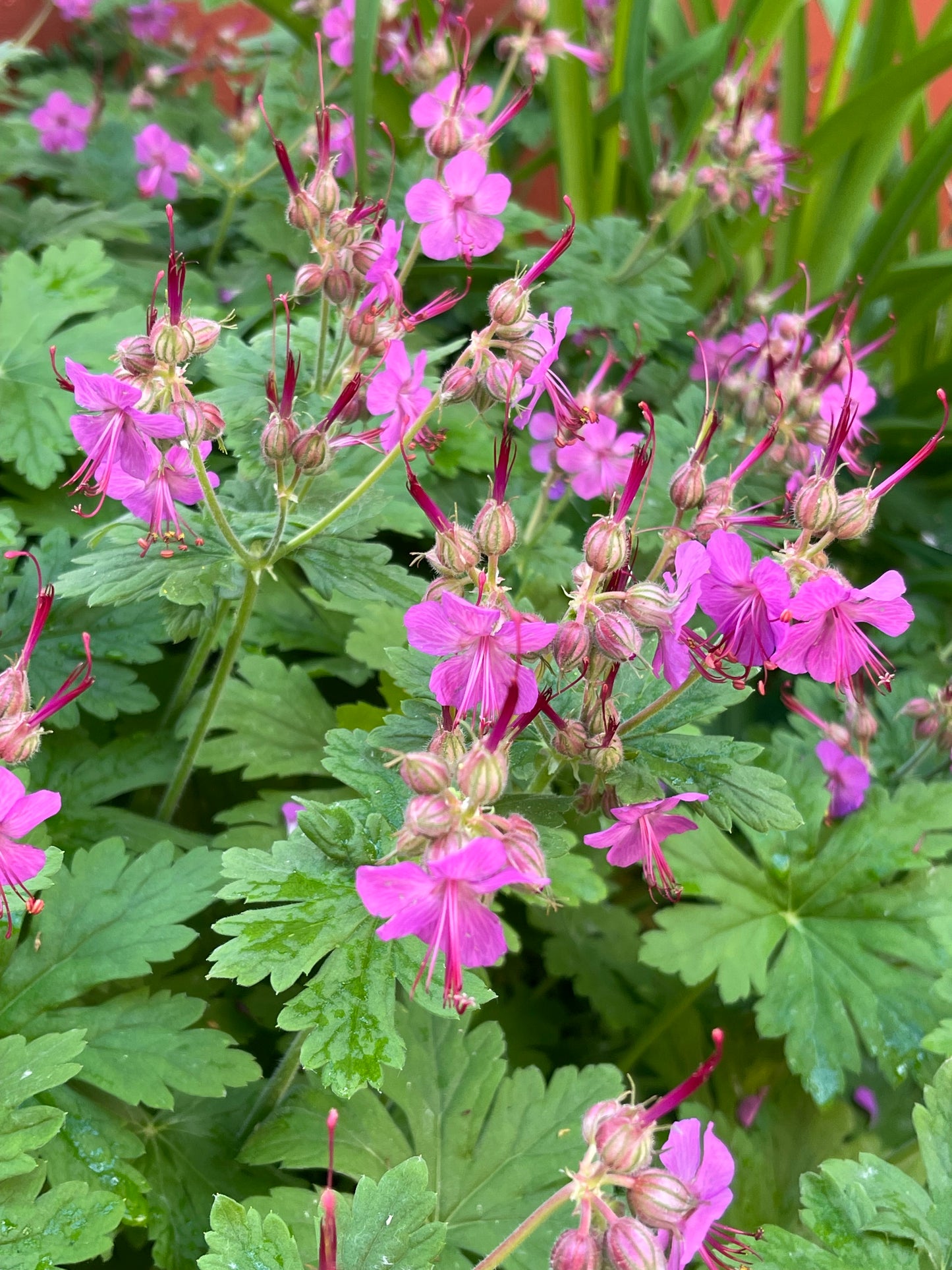 Bigroot Geranium Hardy Perennial 25 Seeds