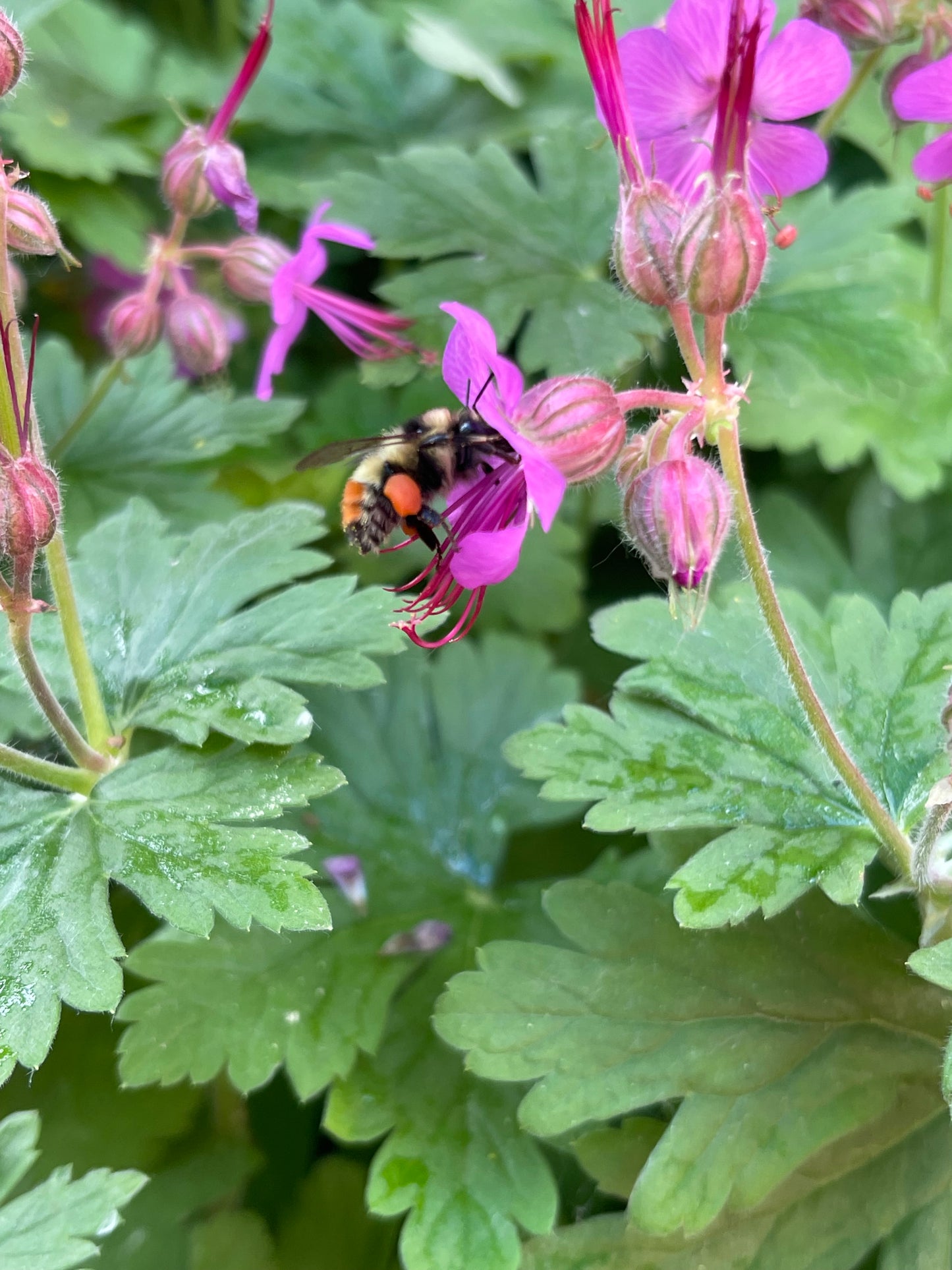 Bigroot Geranium Hardy Perennial 25 Seeds