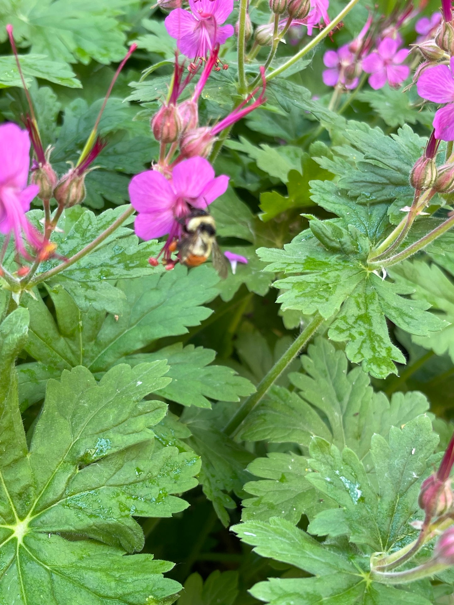 Bigroot Geranium Hardy Perennial 25 Seeds