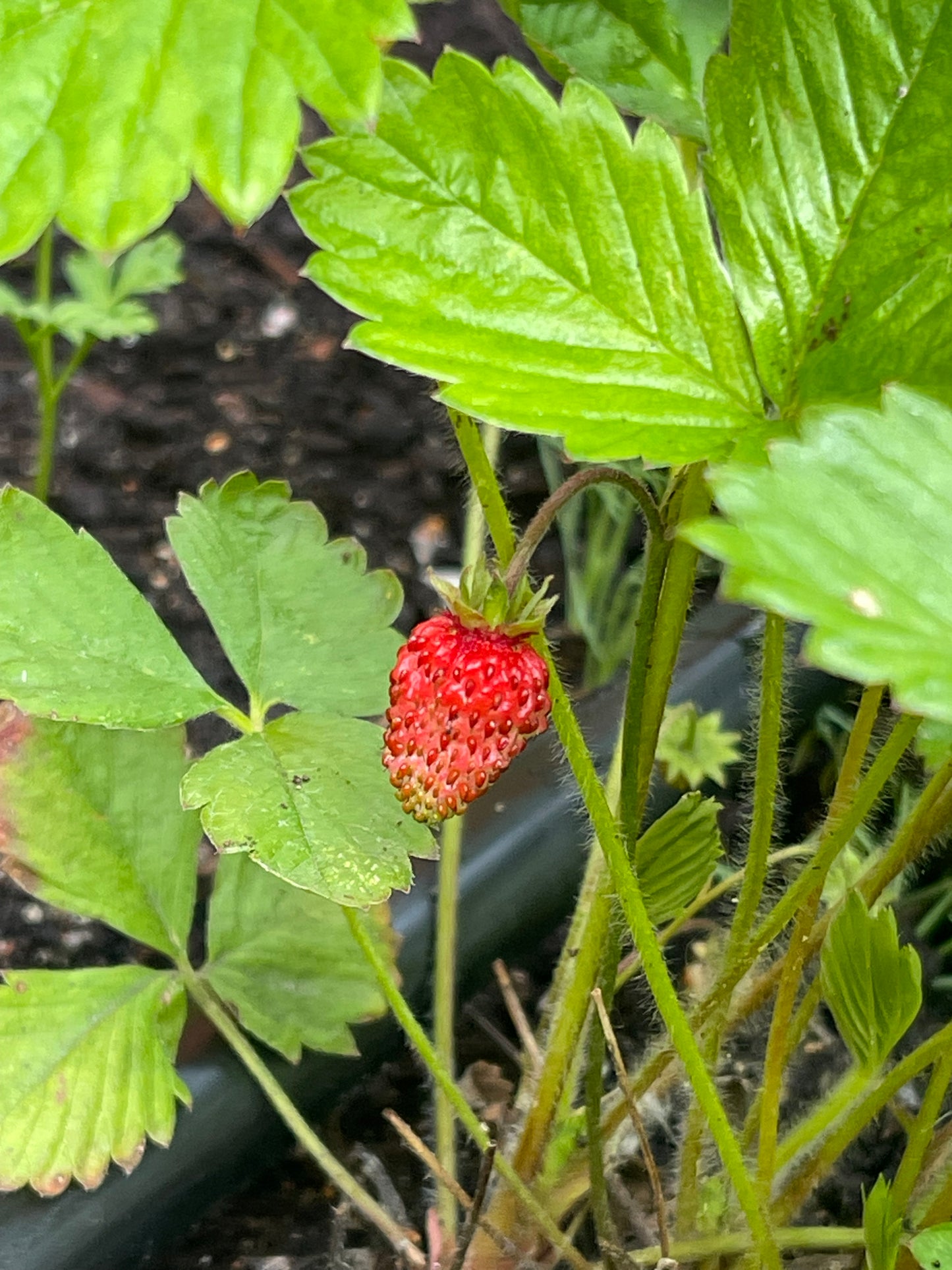 Red Alpine Strawberry 100 Seeds