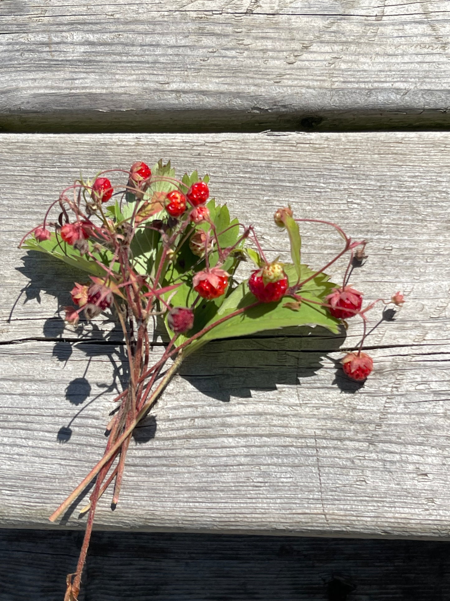 Wild Alpine Strawberry 100 Seeds