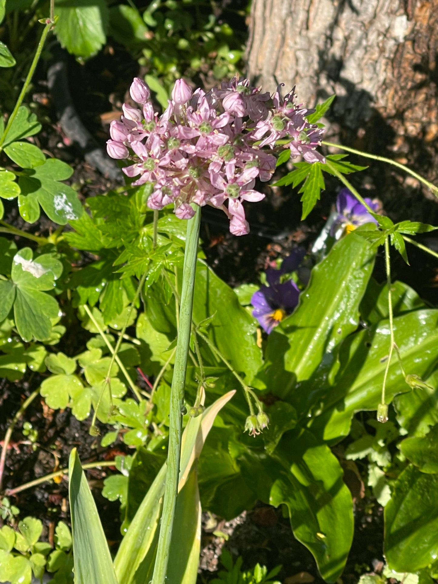 Pink Jewel Allium 25 Seeds