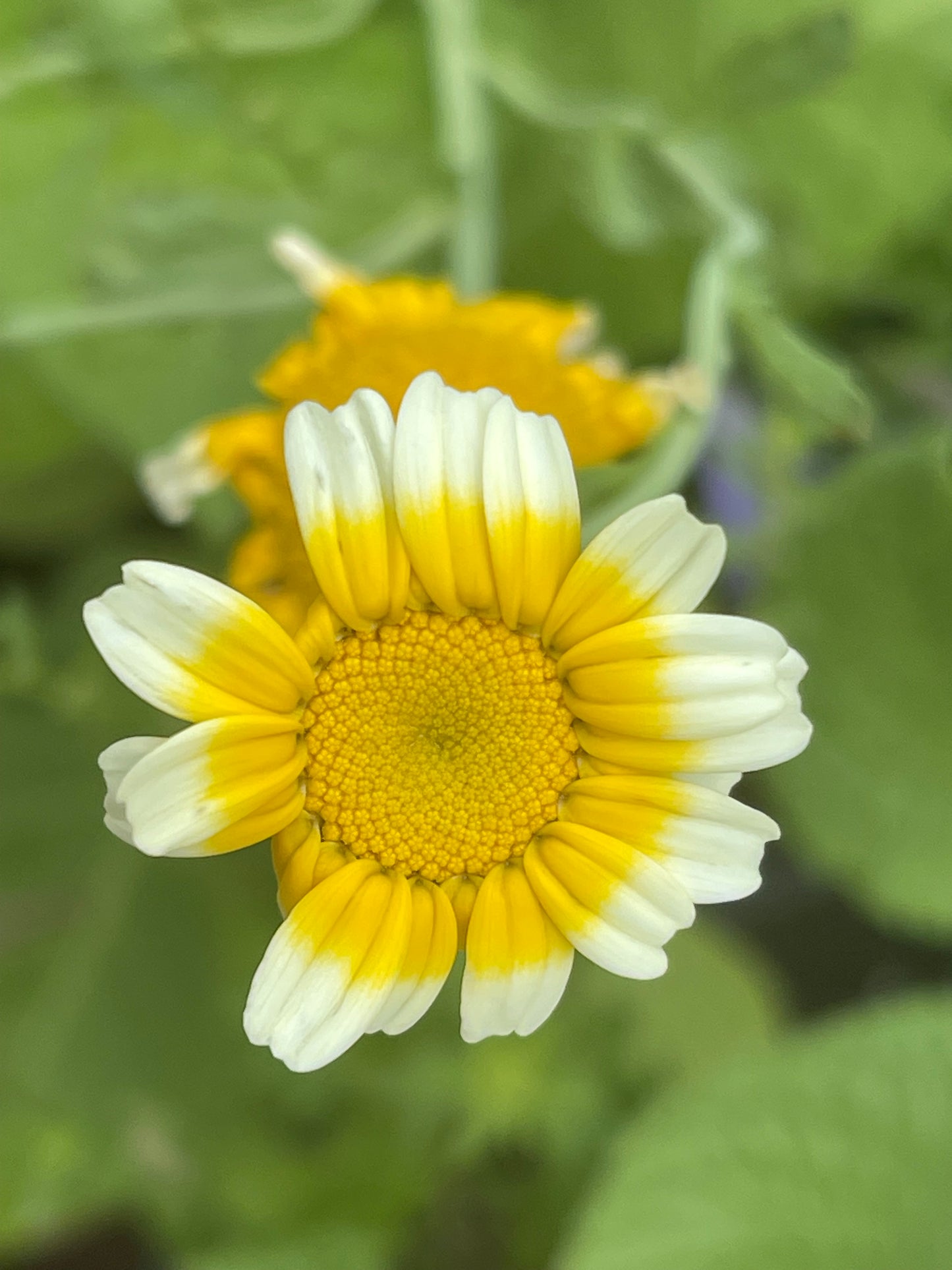 Crown Daisy - Otafuku - Shungiku - Tong Ho 100 Seeds