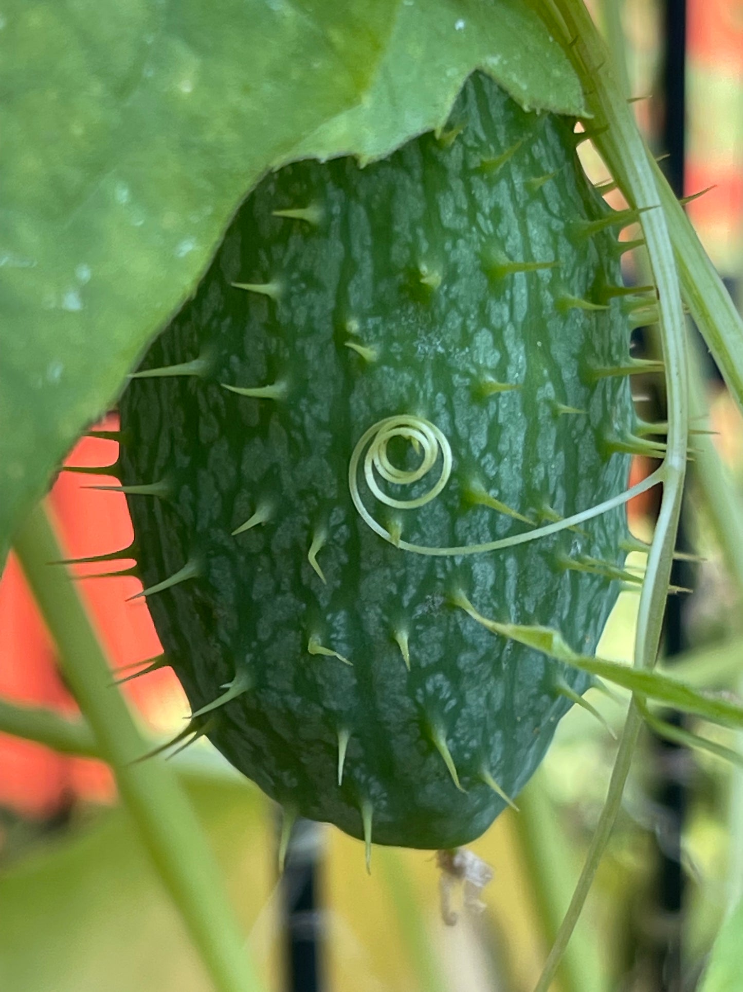 Wild Cucumber 20 Seeds