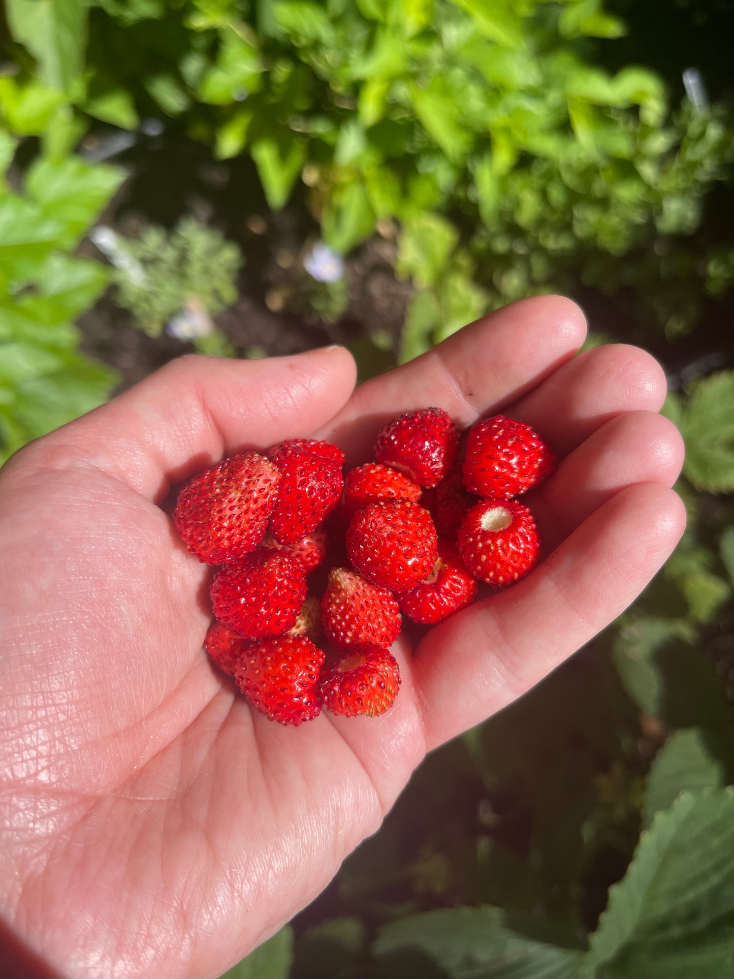 Red Alpine Strawberry 100 Seeds
