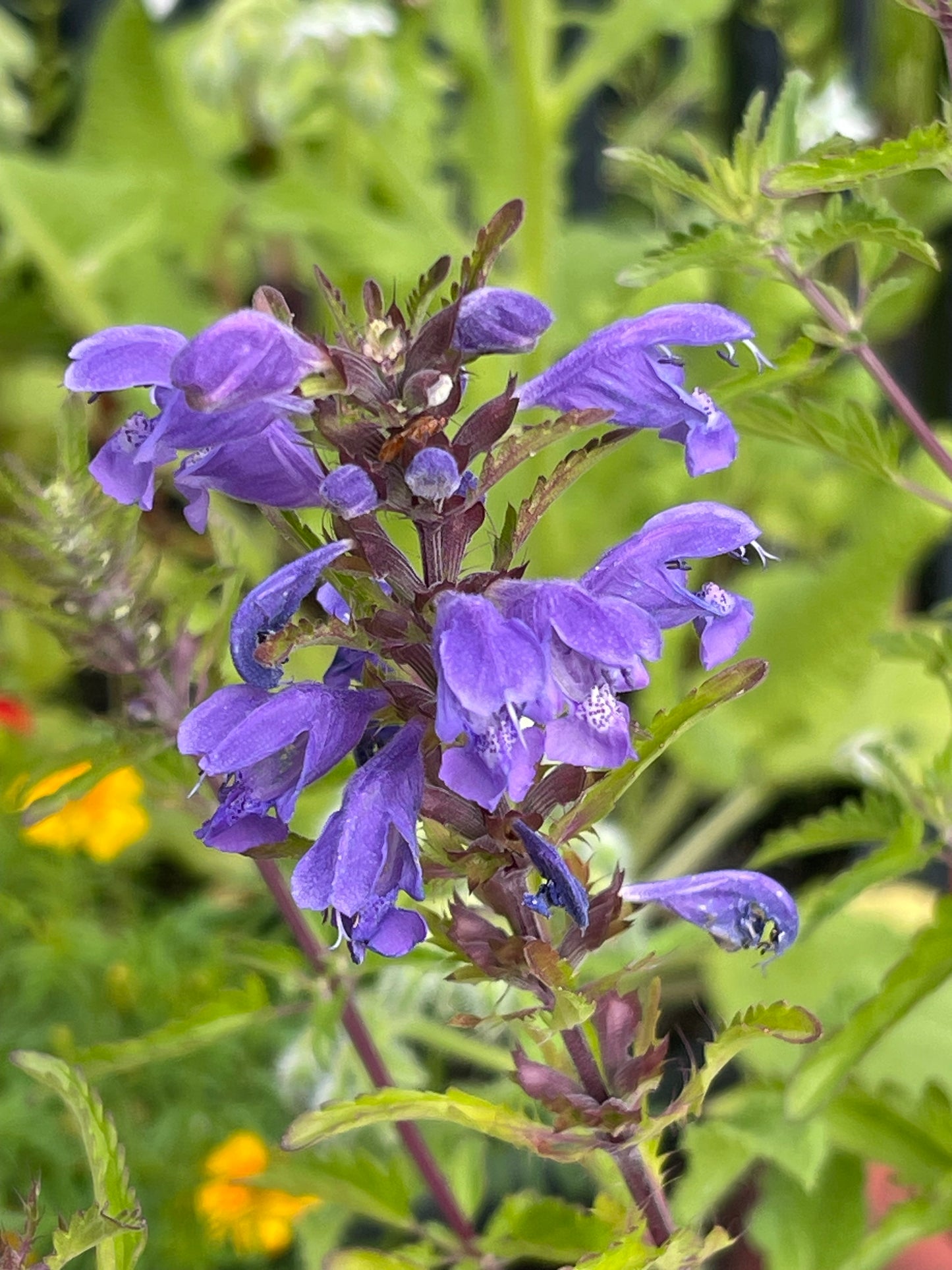 Moldavian Dragonhead 50 Seeds