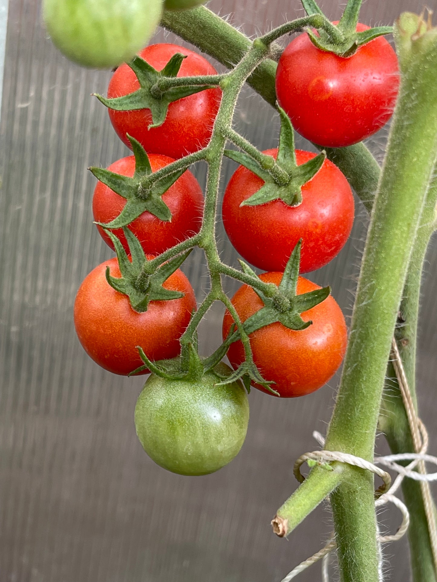 Red Cherry Tomato 25 Seeds