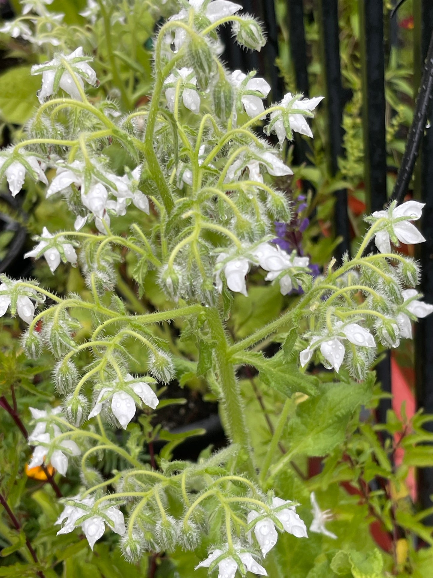 White Borage 30 Seeds
