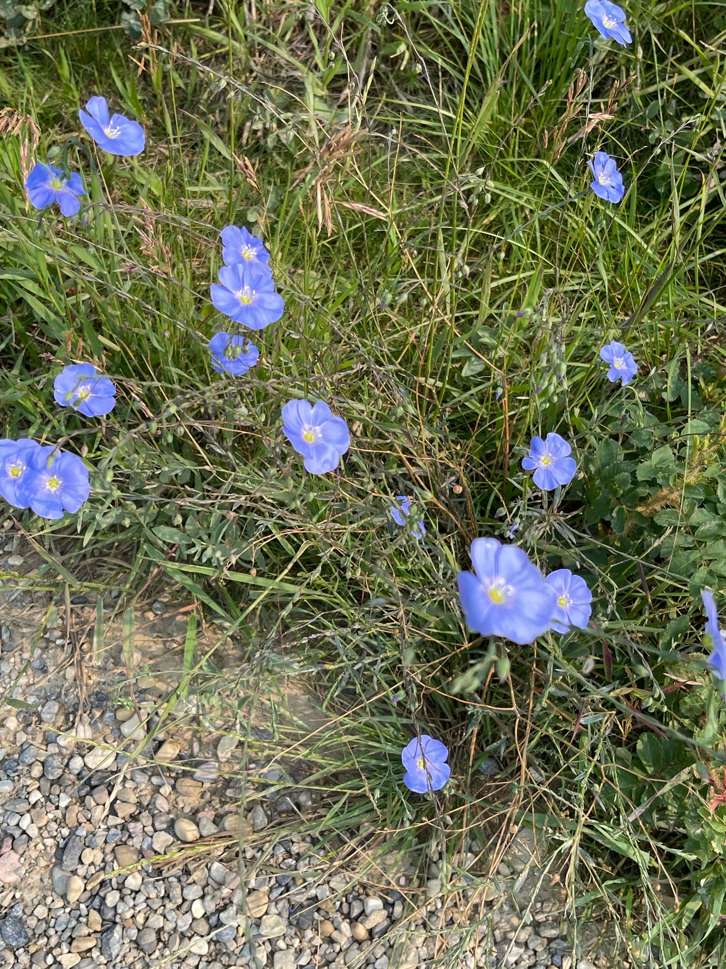 Blue Flax 250 Seeds