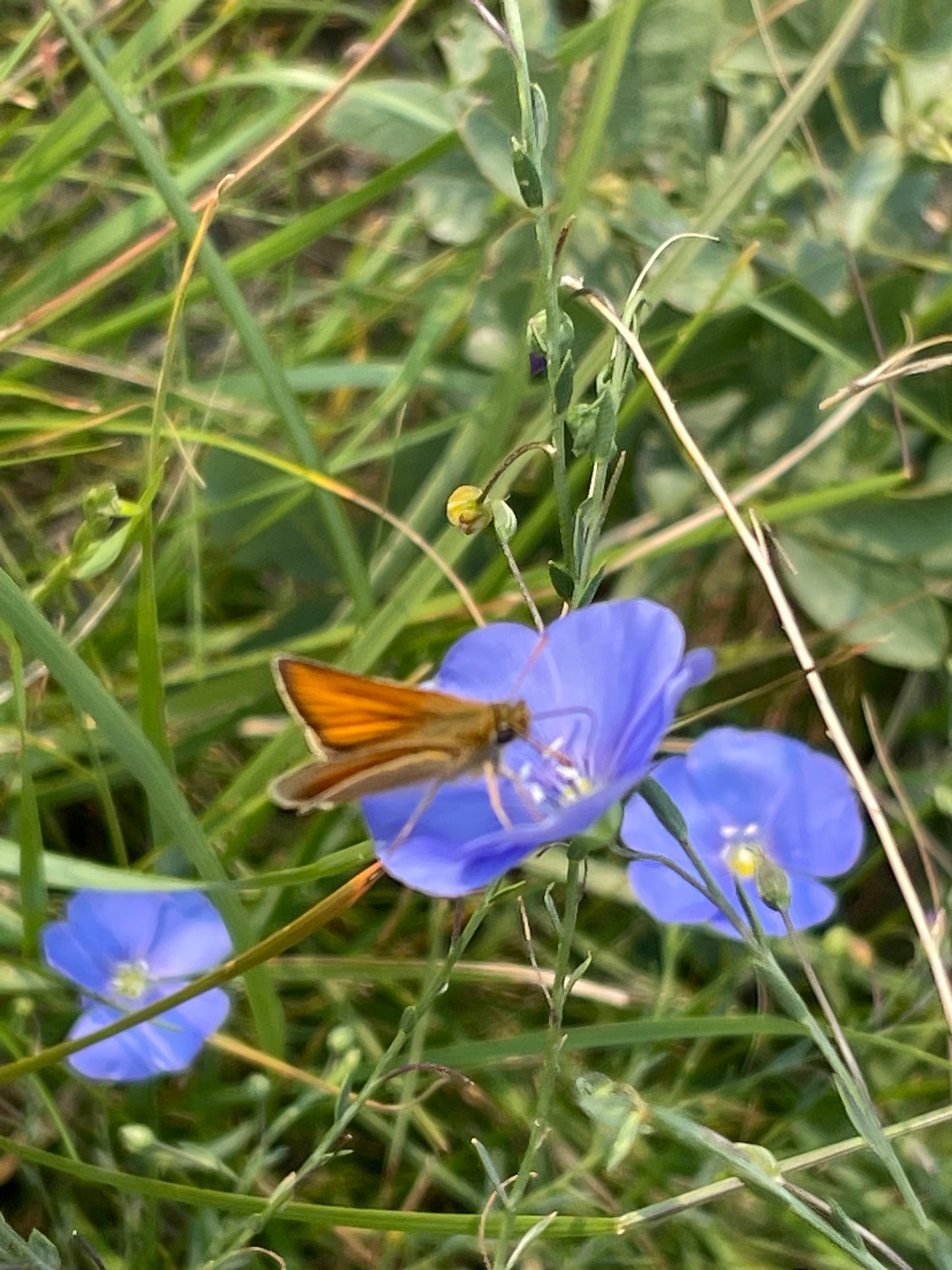 Blue Flax 250 Seeds